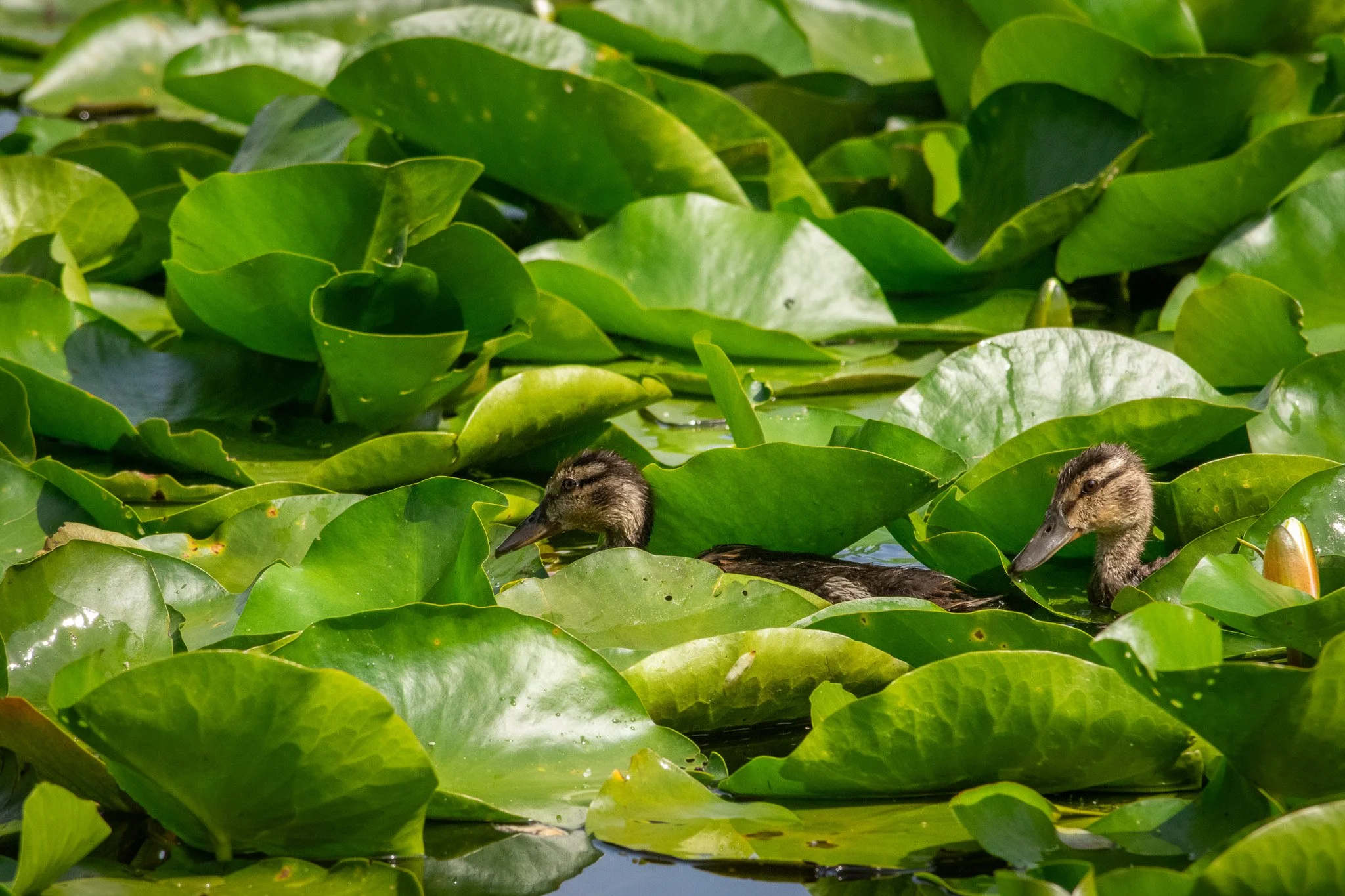 DSC_0204.jpg