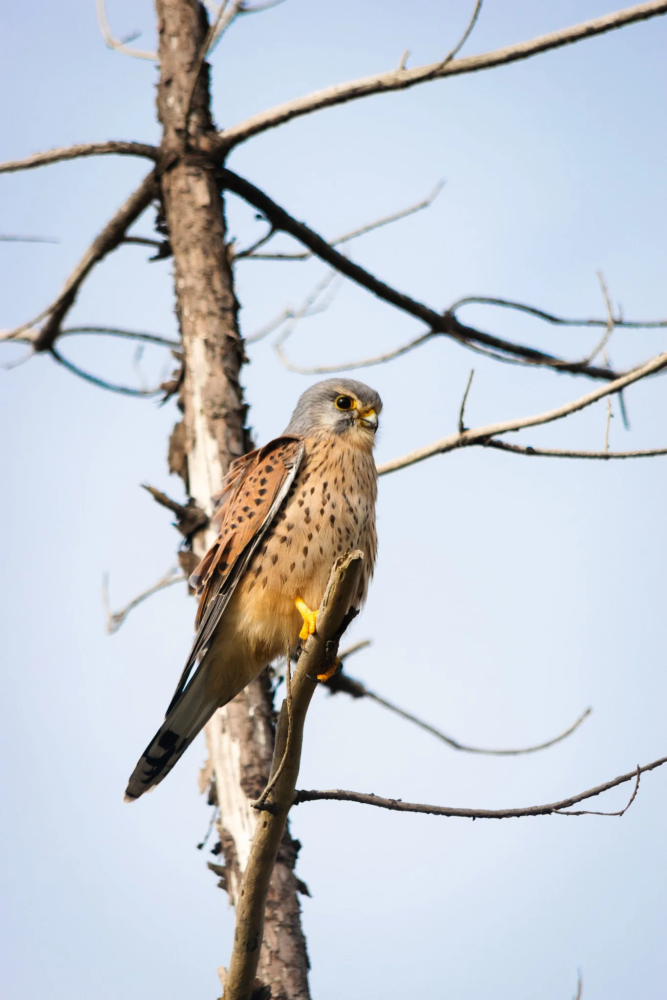 DSC_0461.jpg