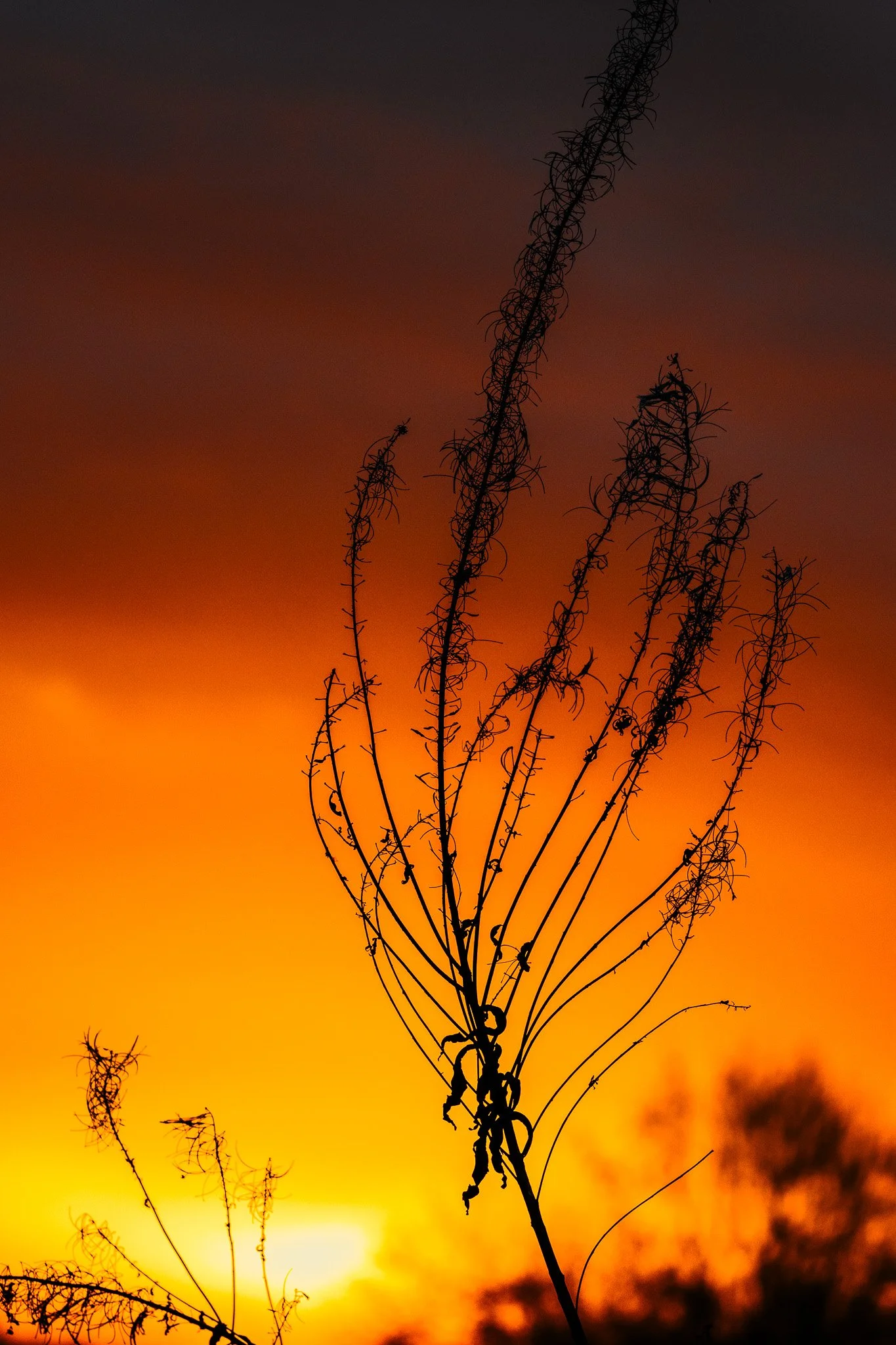 DSC_0034.jpg