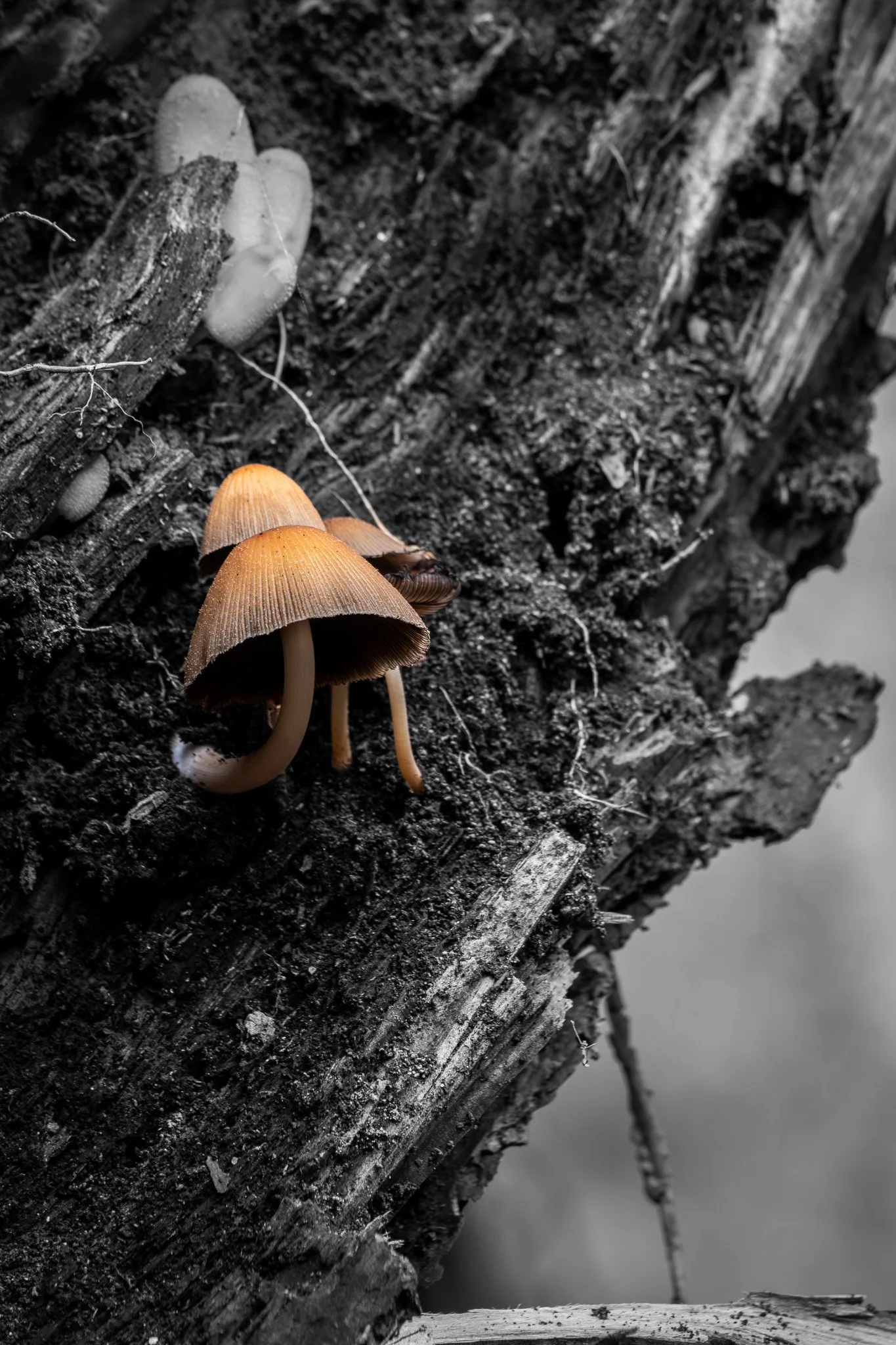 DSC_0111.jpg