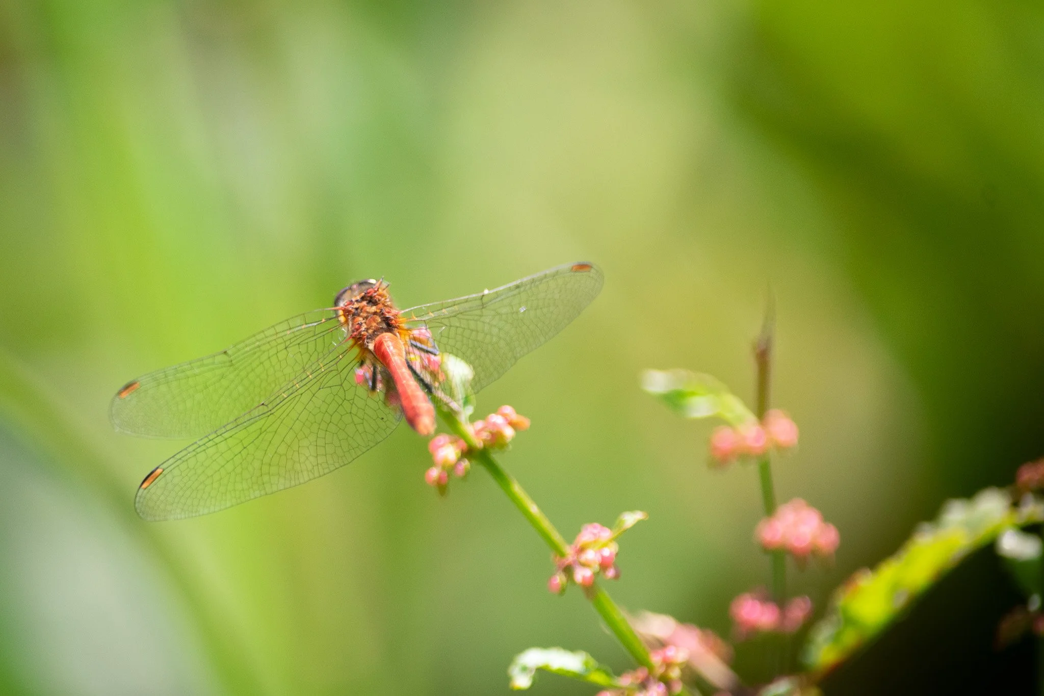 DSC_0156.jpg