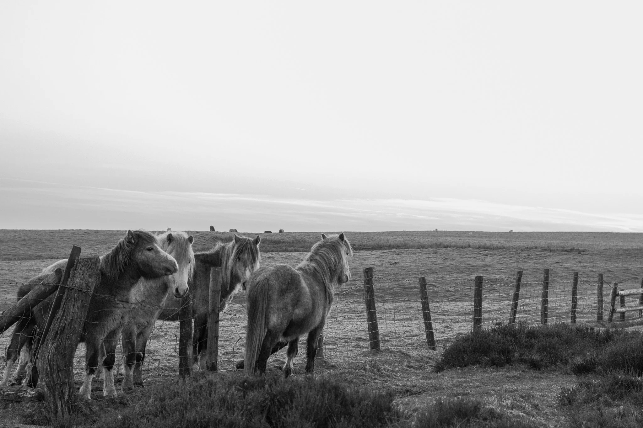 DSC_0216.jpg