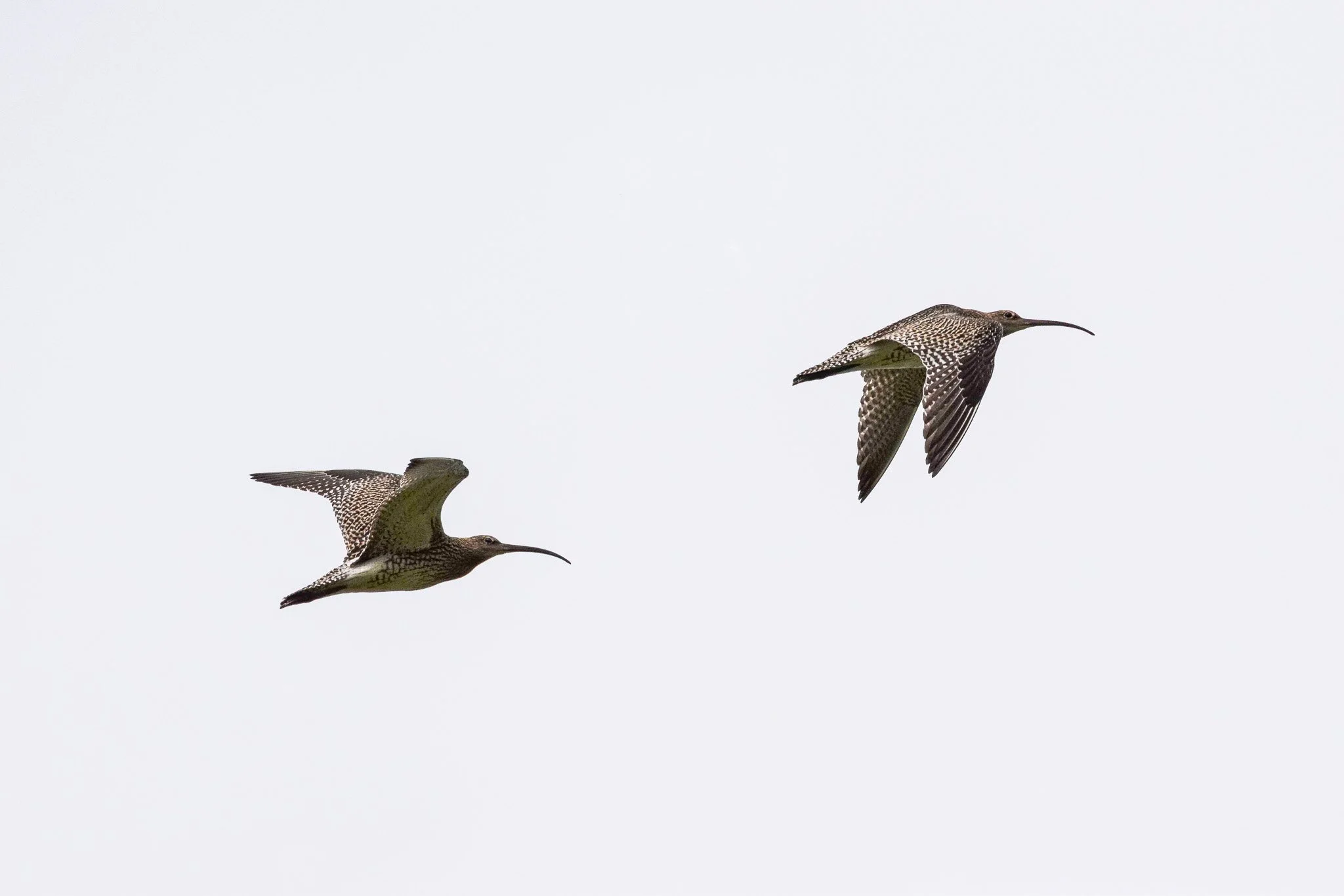 Bird in sky scene 1.jpg