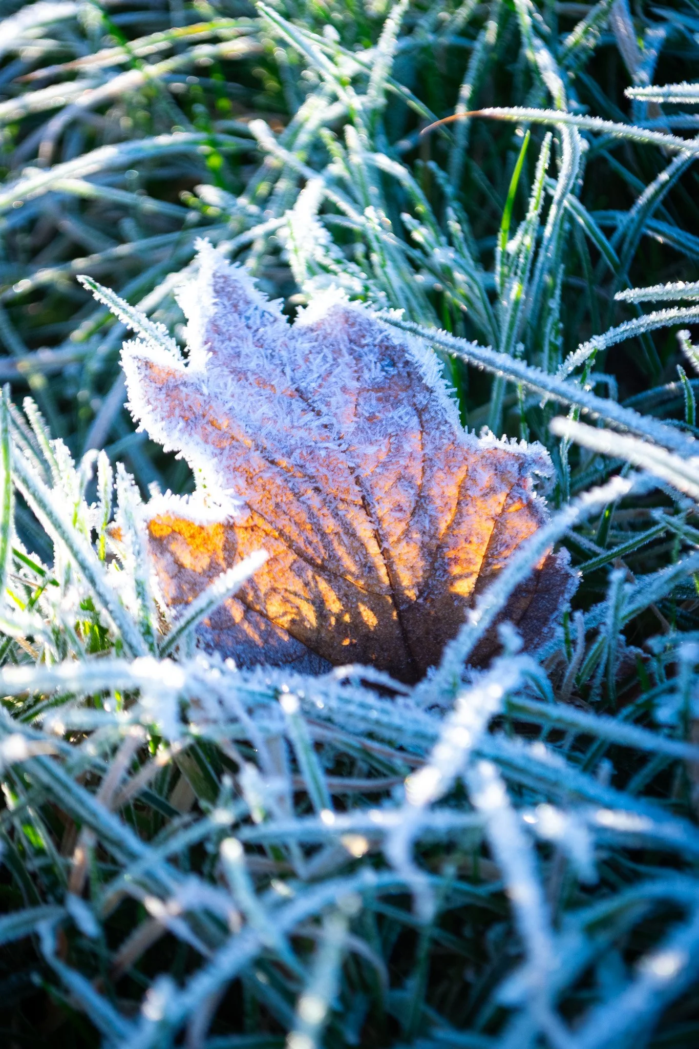 DSC_0269.jpg