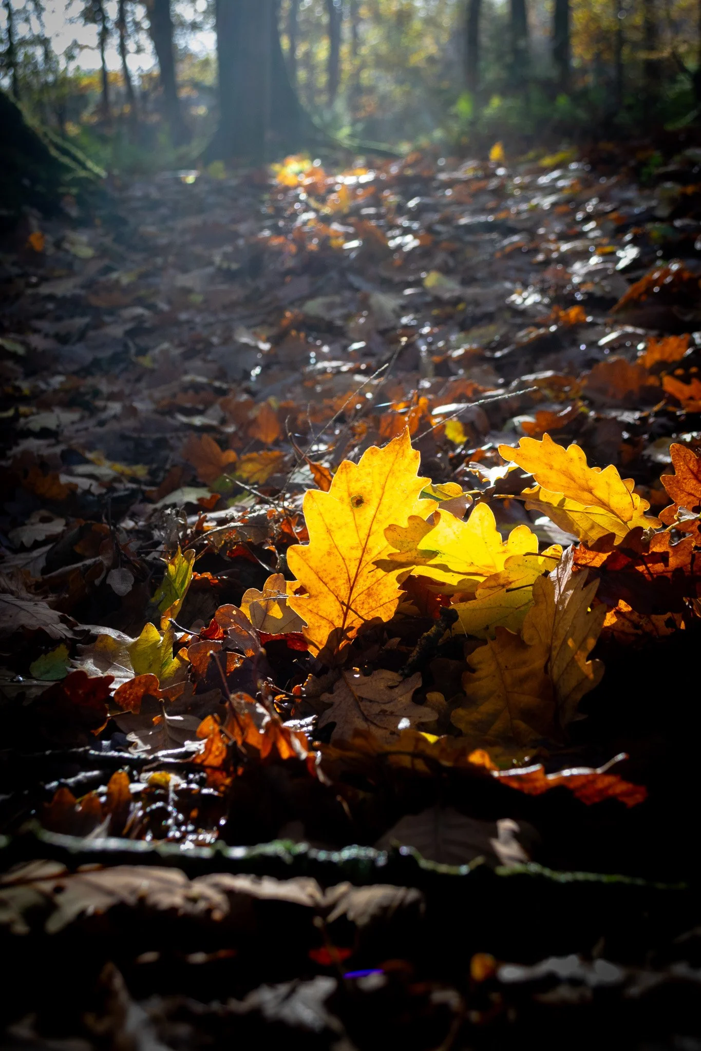 DSC_0197.jpg