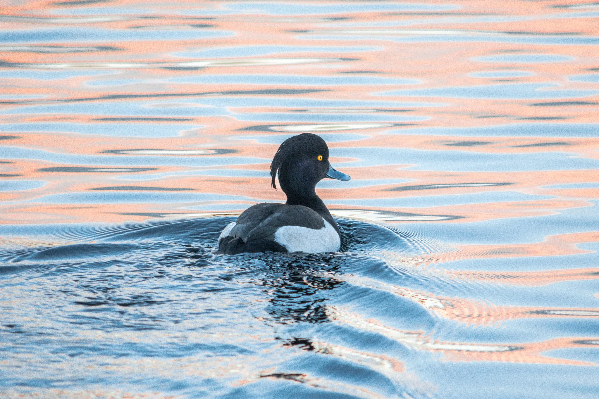 DSC_0070.jpg