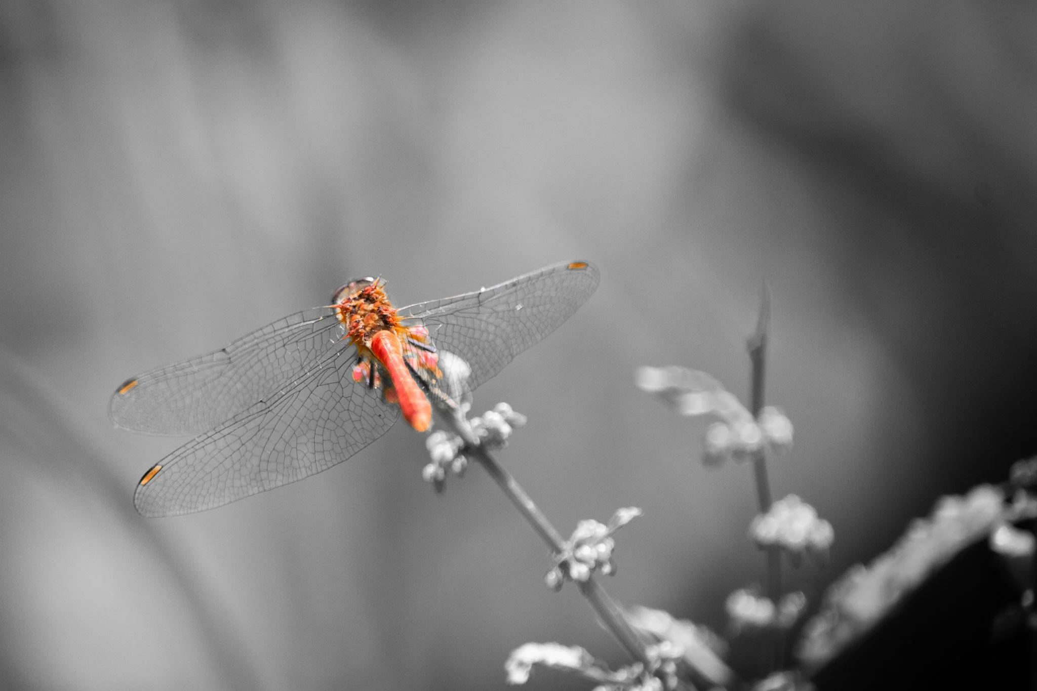 DSC_0156.jpg
