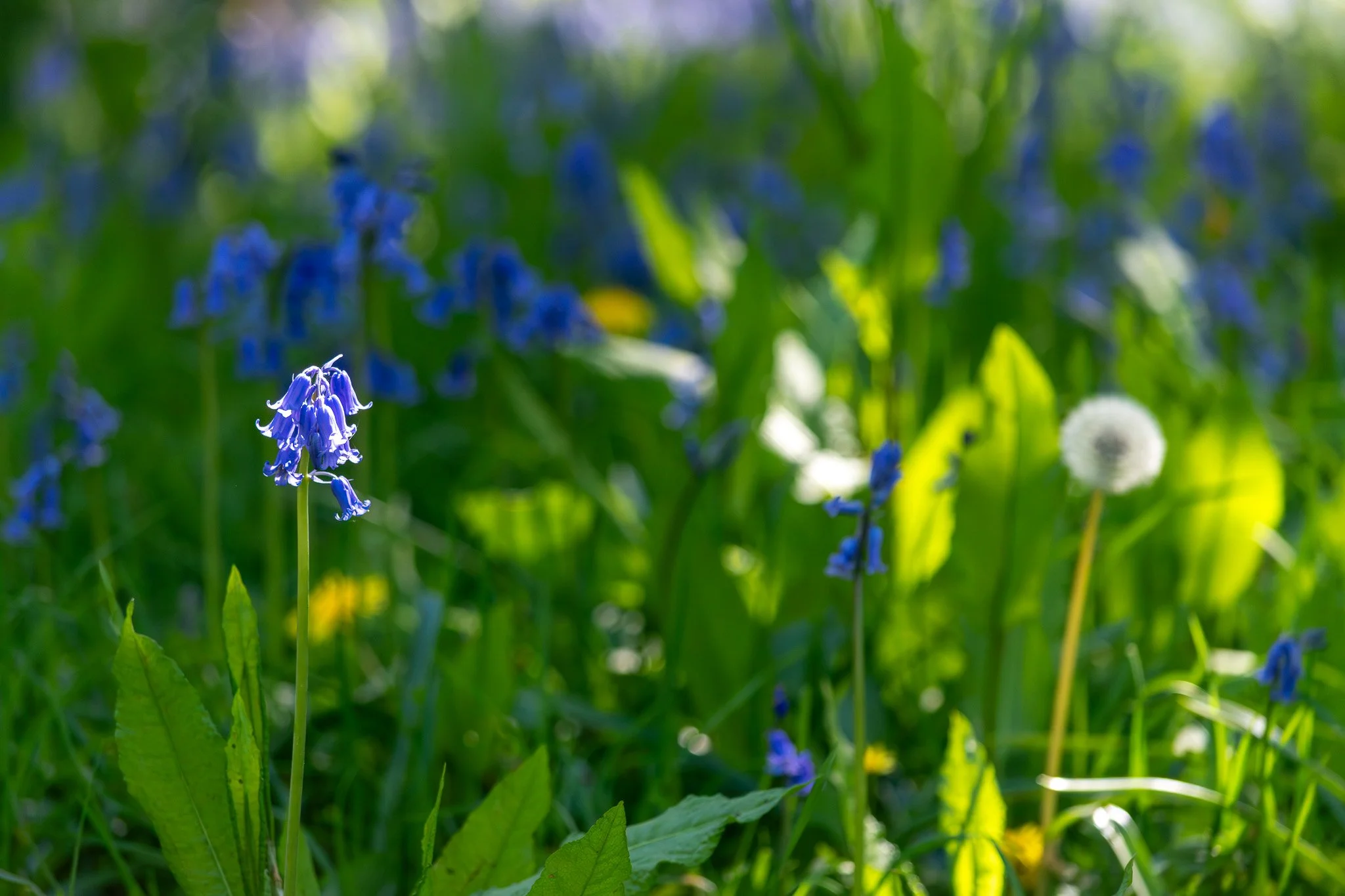 DSC_0169.jpg