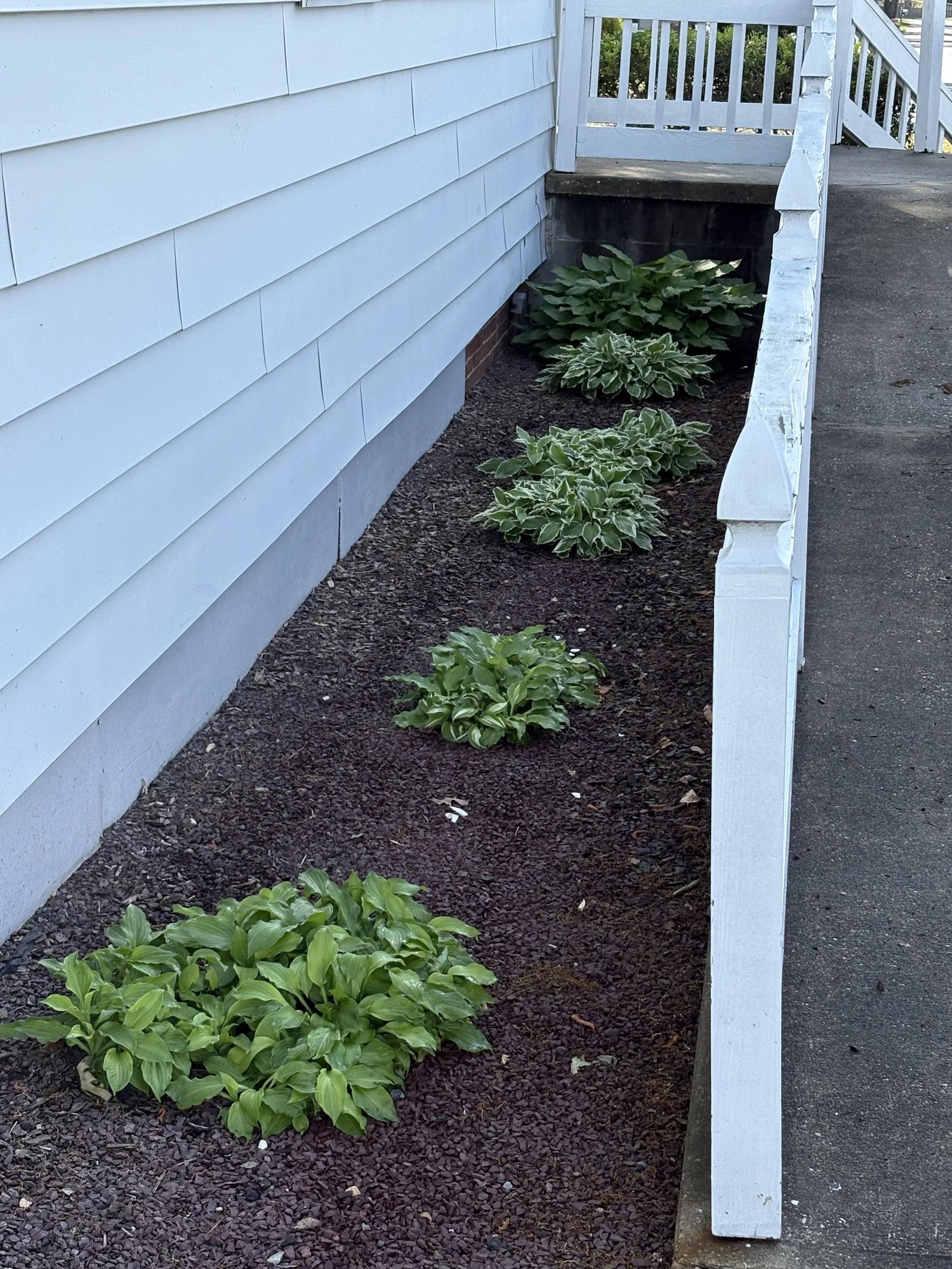 Foundation Bed with Hostas — Delaware