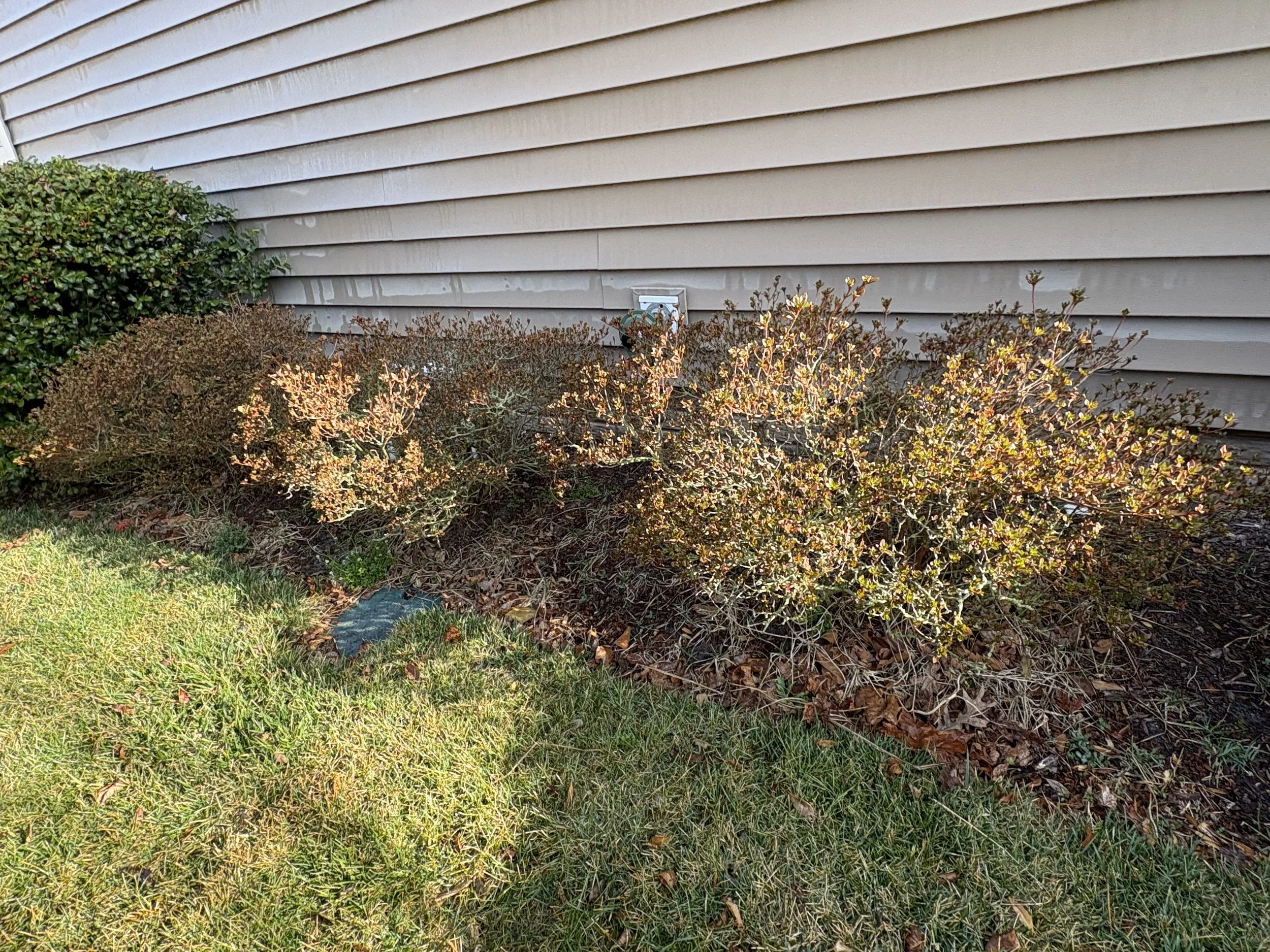 Fall Shrub Bed Cleanup — Delaware