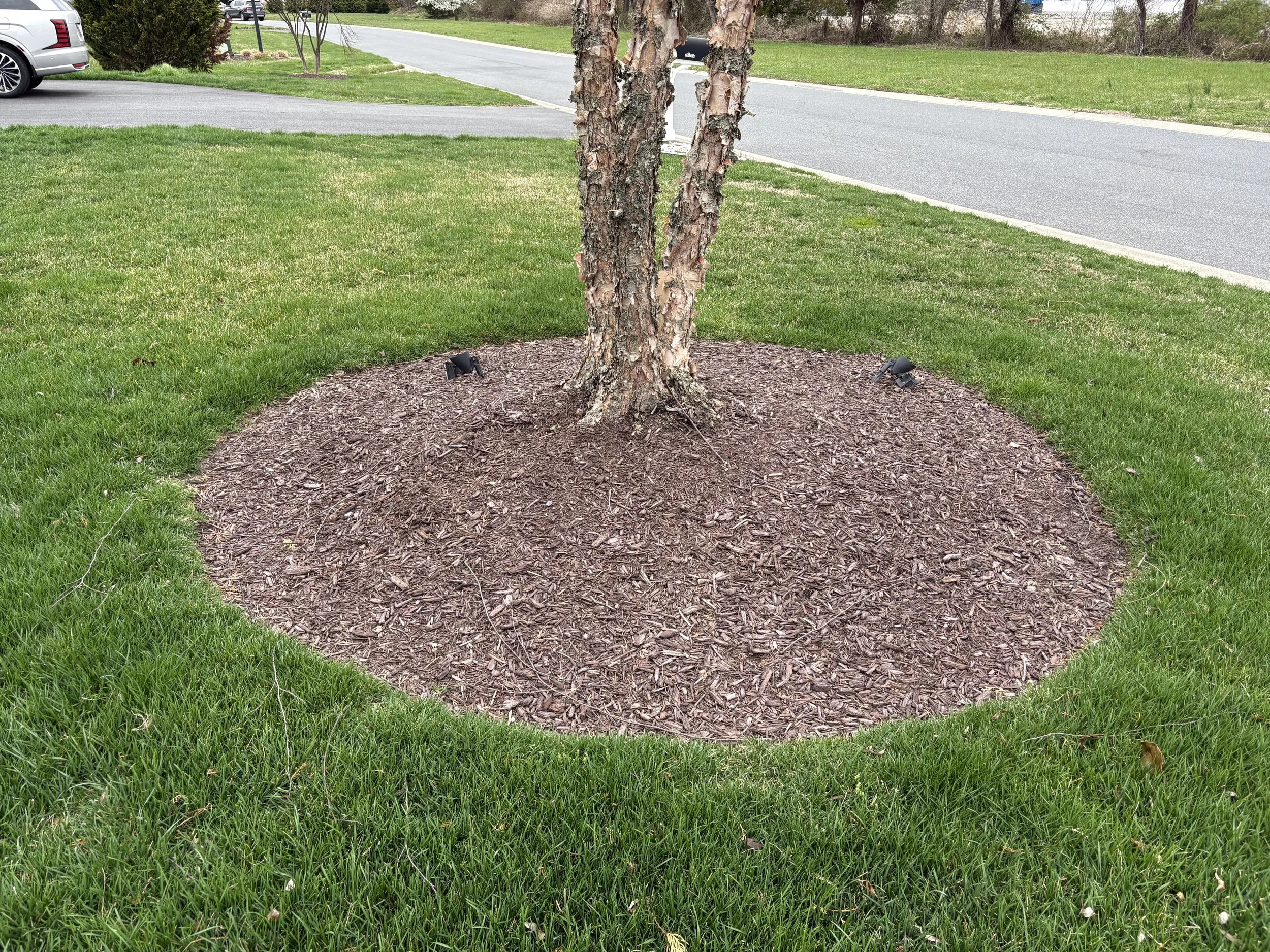 Circular Tree Ring — Sussex County Delaware