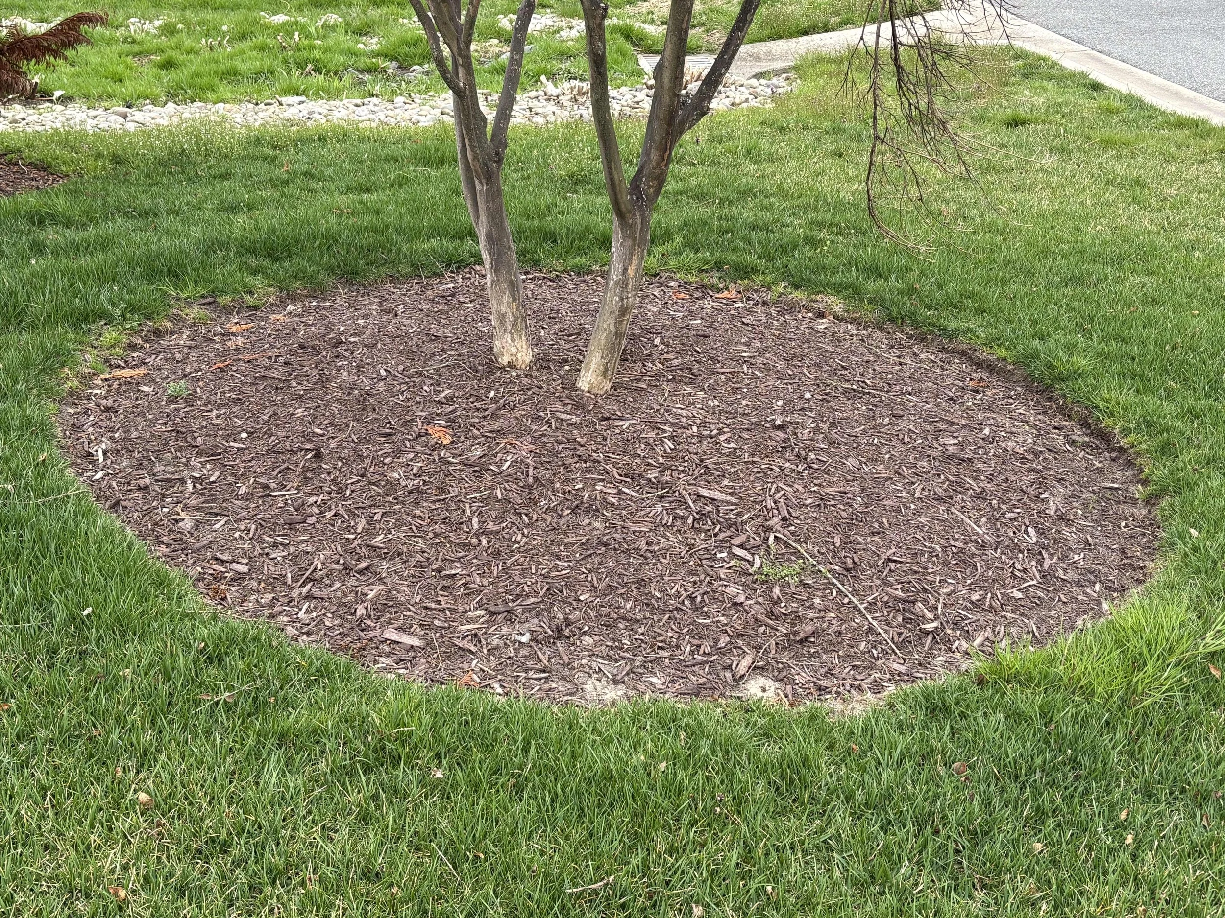 Double Tree Mulch Bed — Delaware