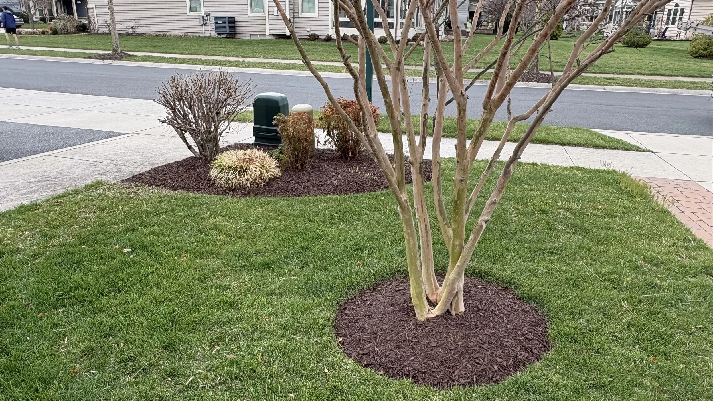 Crape Myrtle Mulch Bed — Delaware