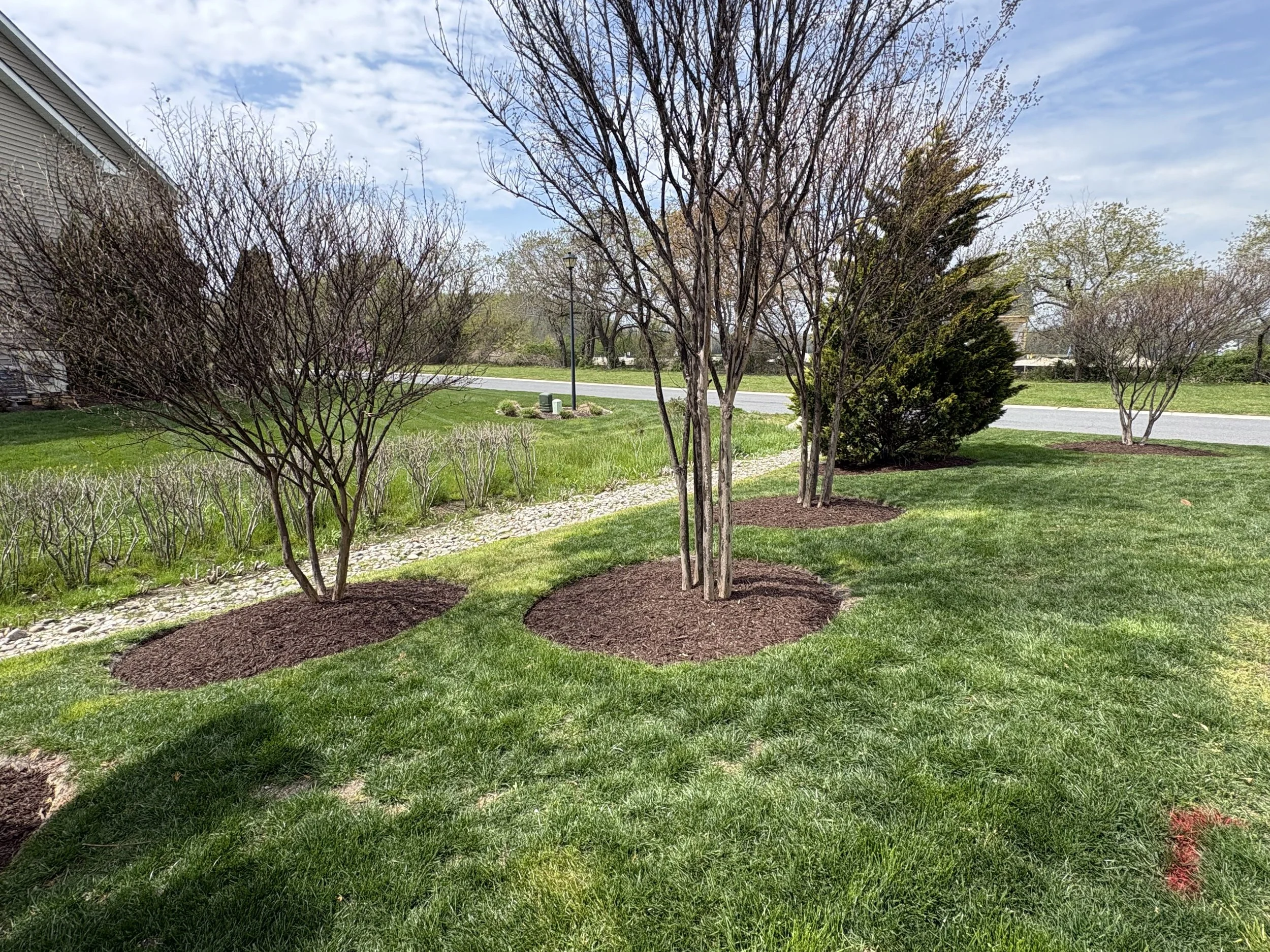 Crape Myrtle Tree Bed — Southern Delaware