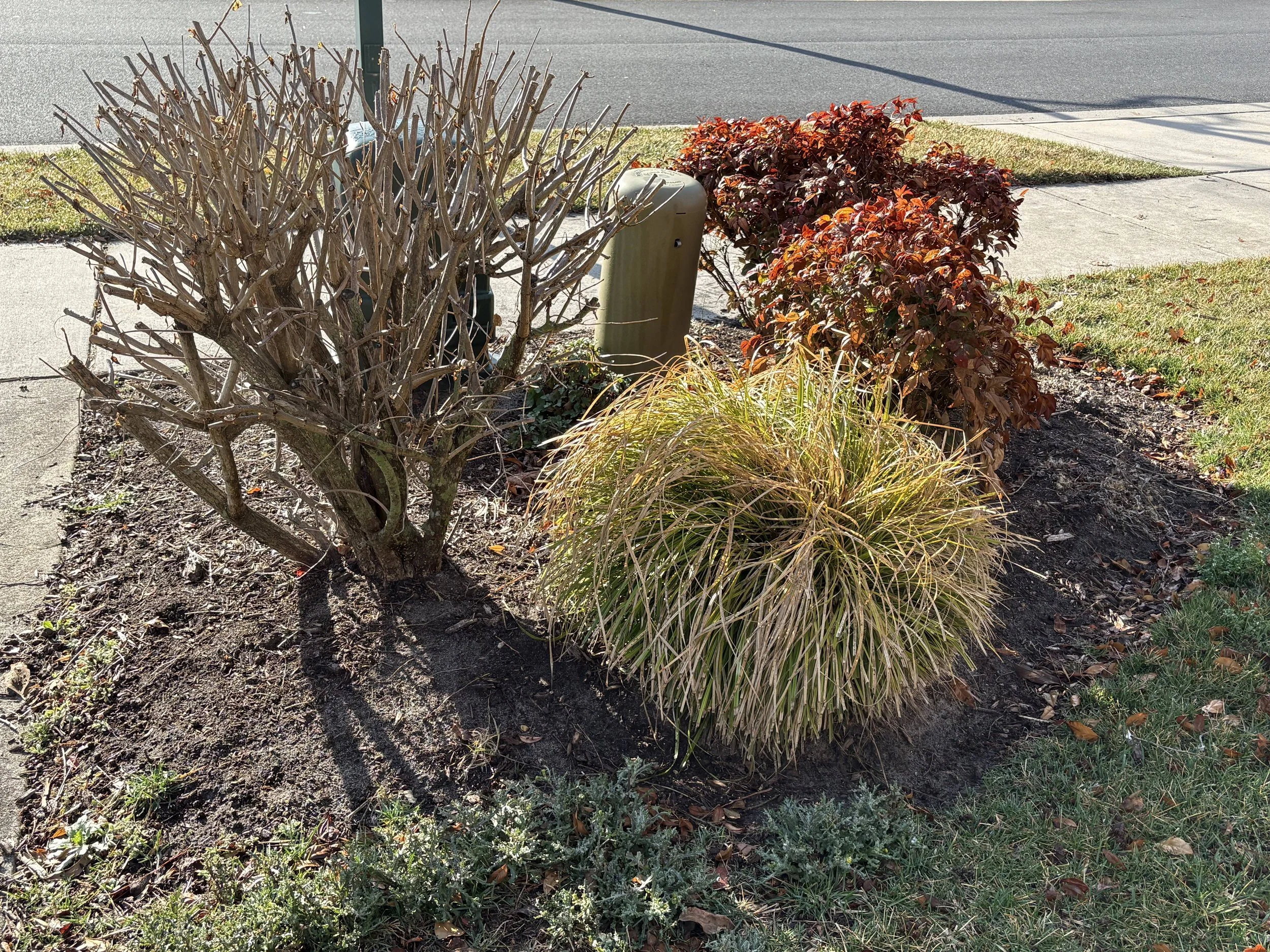 Overgrown shrub bed before mulching and cleanup in Delaware