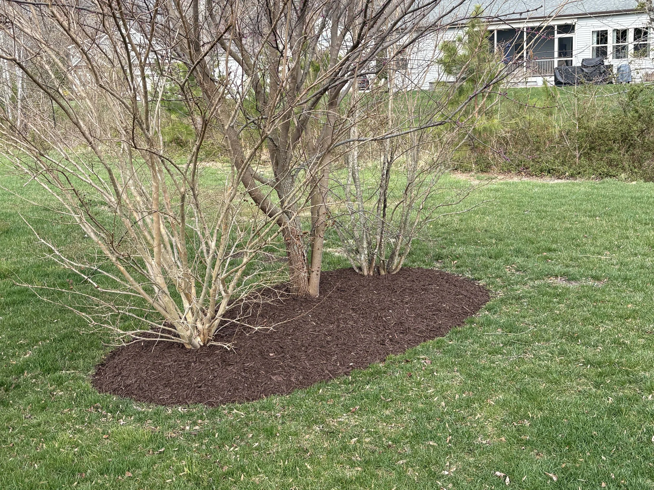 Circular tree ring with fresh mulch after professional landscaping in southern Delaware