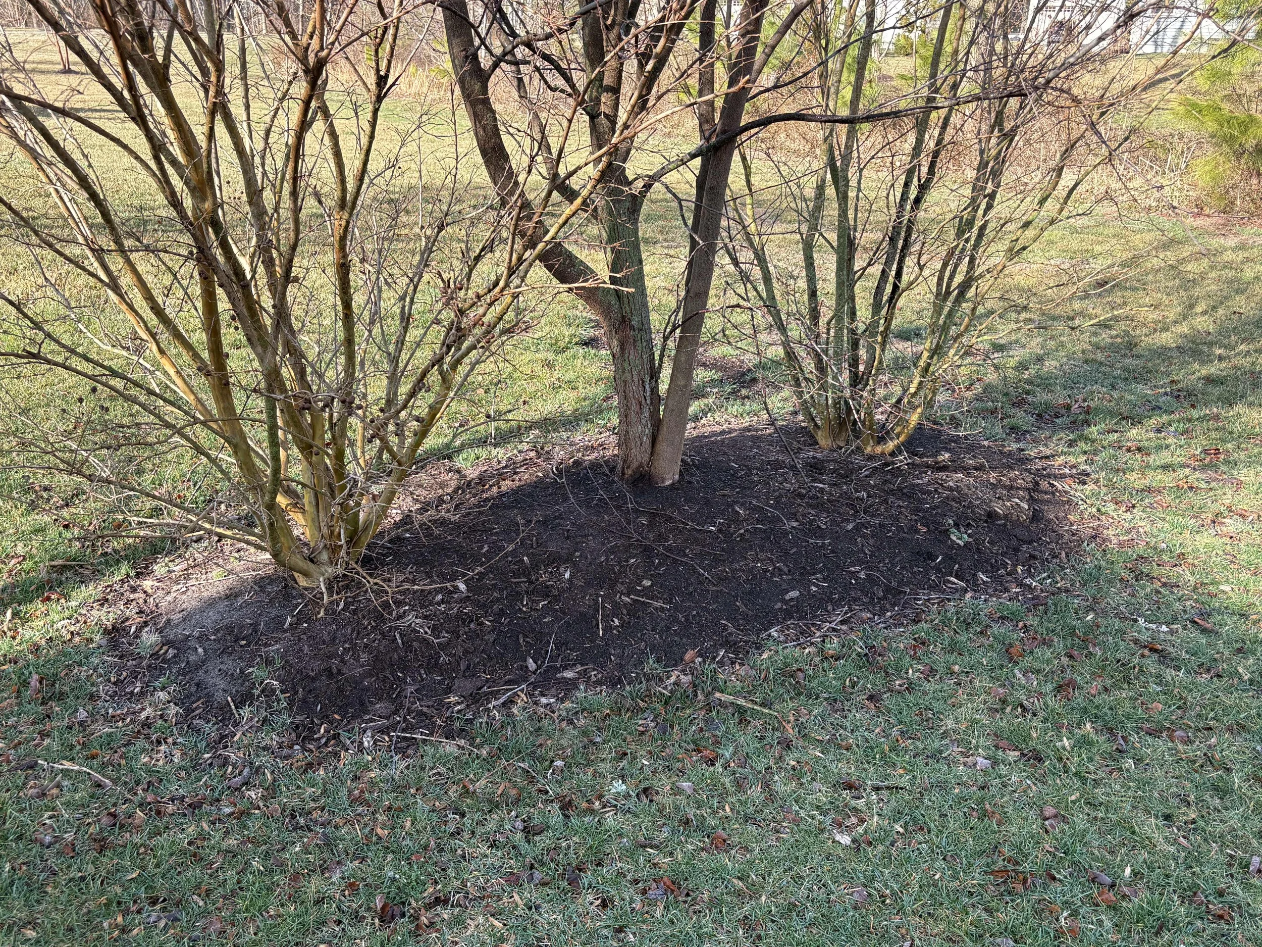 Front yard landscaping bed before cleanup and mulching service in Delaware
