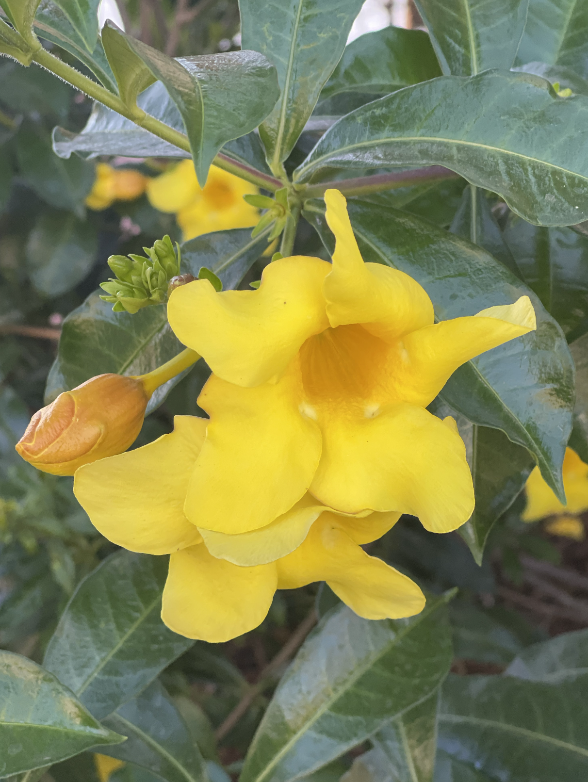 A close-up of a yellow flower with several petals, surrounded by green leaves and a flower bud on the side.