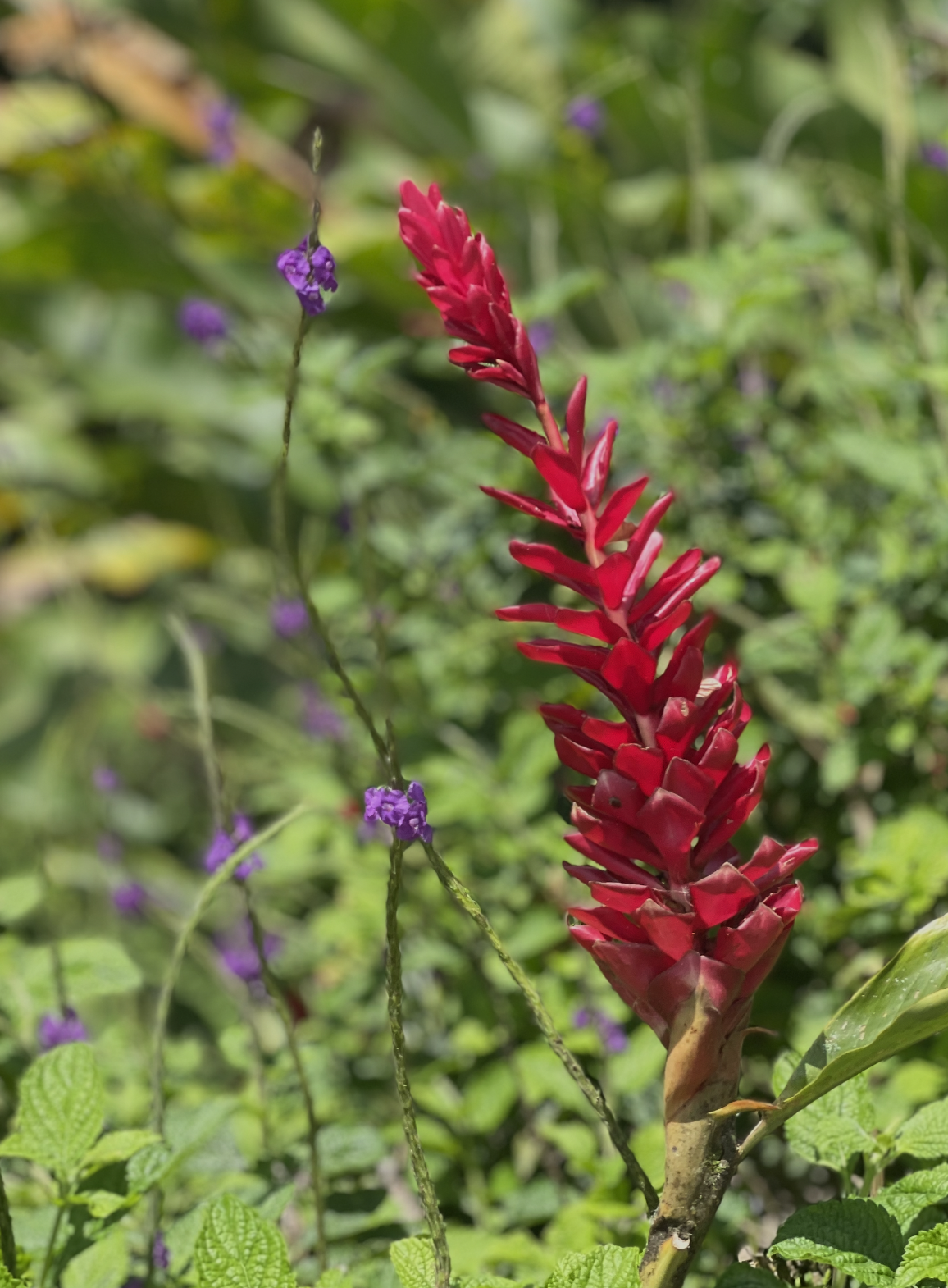 Bright red tropical flower with pointed petals, surrounded by green foliage and purple small flowers.