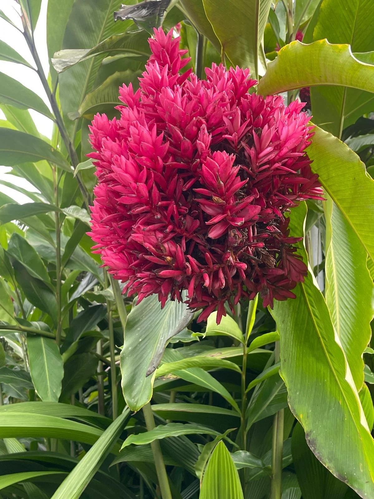 Close-up of a vibrant pink ginger flower growing among green leaves in a tropical setting.