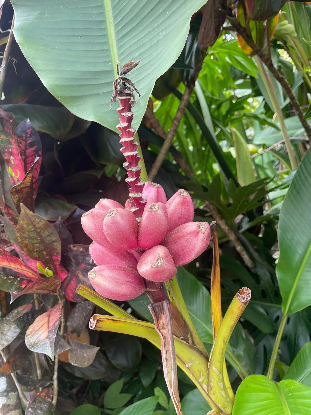 Close-up of a cluster of pink bananas growing on a banana plant, surrounded by green leaves.