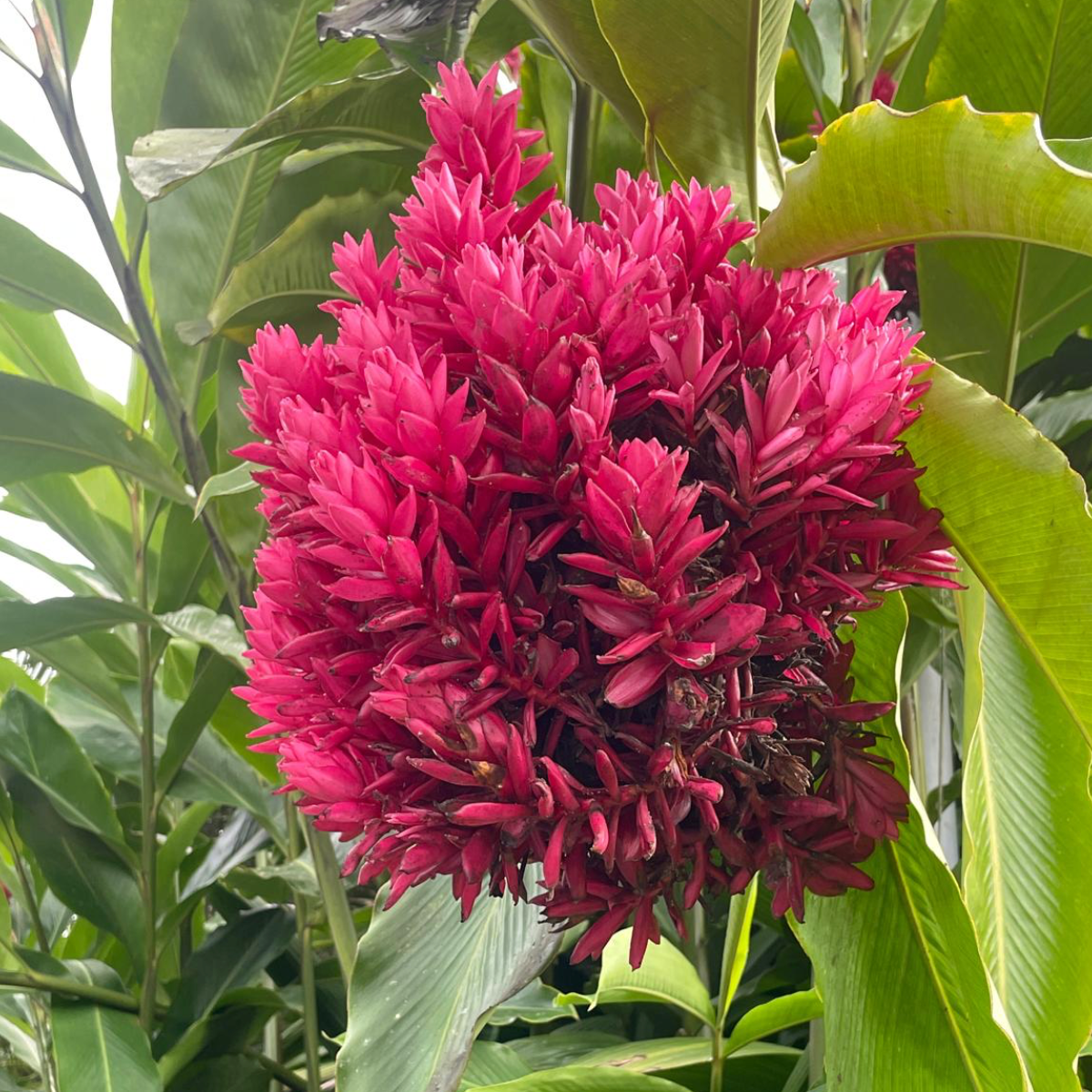 Pink tropical flower cluster surrounded by green leaves.