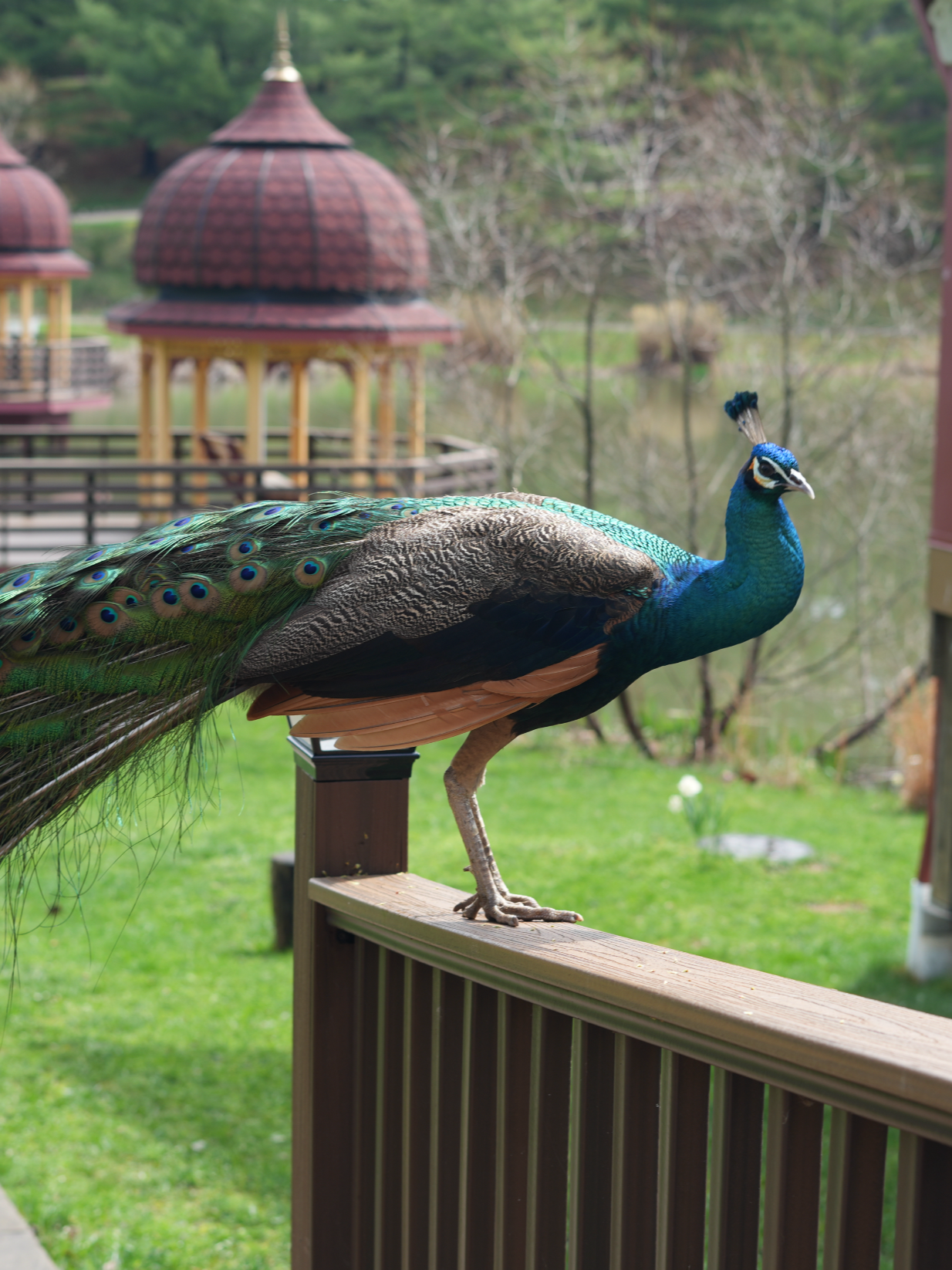 A peacock with vibrant blue and green plumage perched on a wooden railing in a park or garden setting with trees and a gazebo in the background.