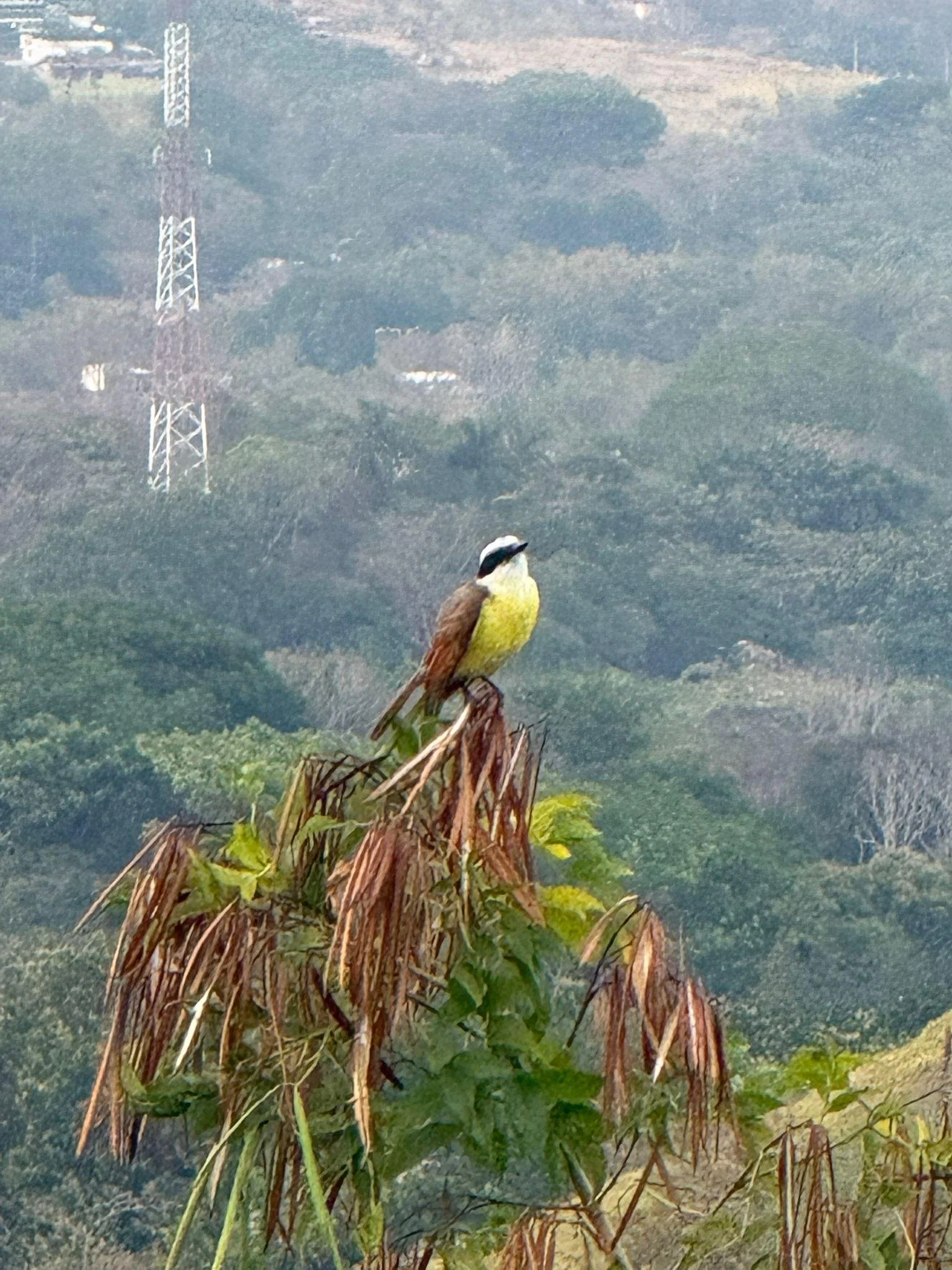 A bird perched on a plant stump in a natural, landscape setting with hills, trees, and a transmission tower in the distance.