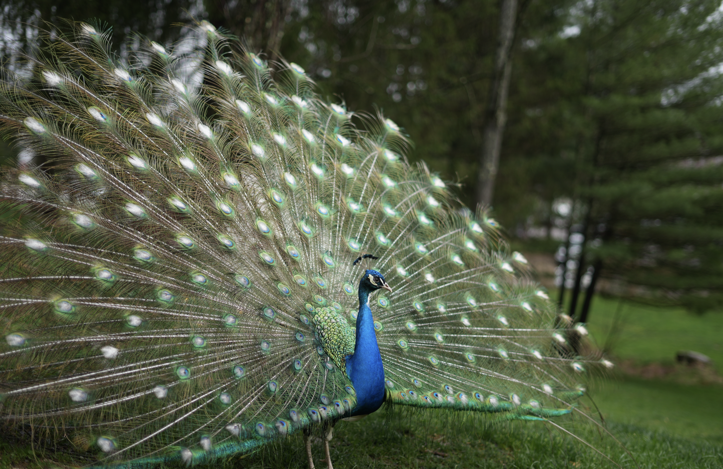 A peacock with its feathers fully fanned out, showcasing iridescent green and blue colors, standing on grass with a background of trees.