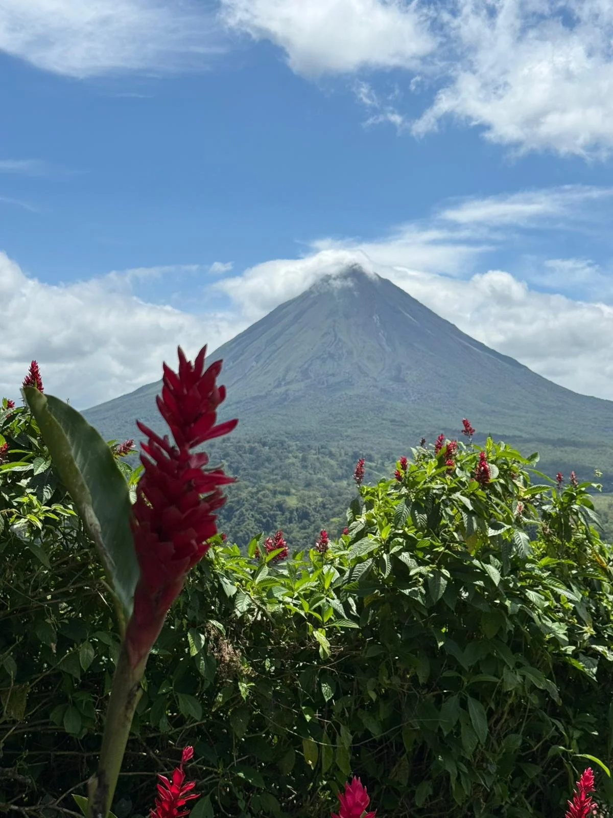 View of a large volcano mountain with a conical shape in the background, surrounded by a partly cloudy sky and green vegetation, including red and pink flowers in the foreground.