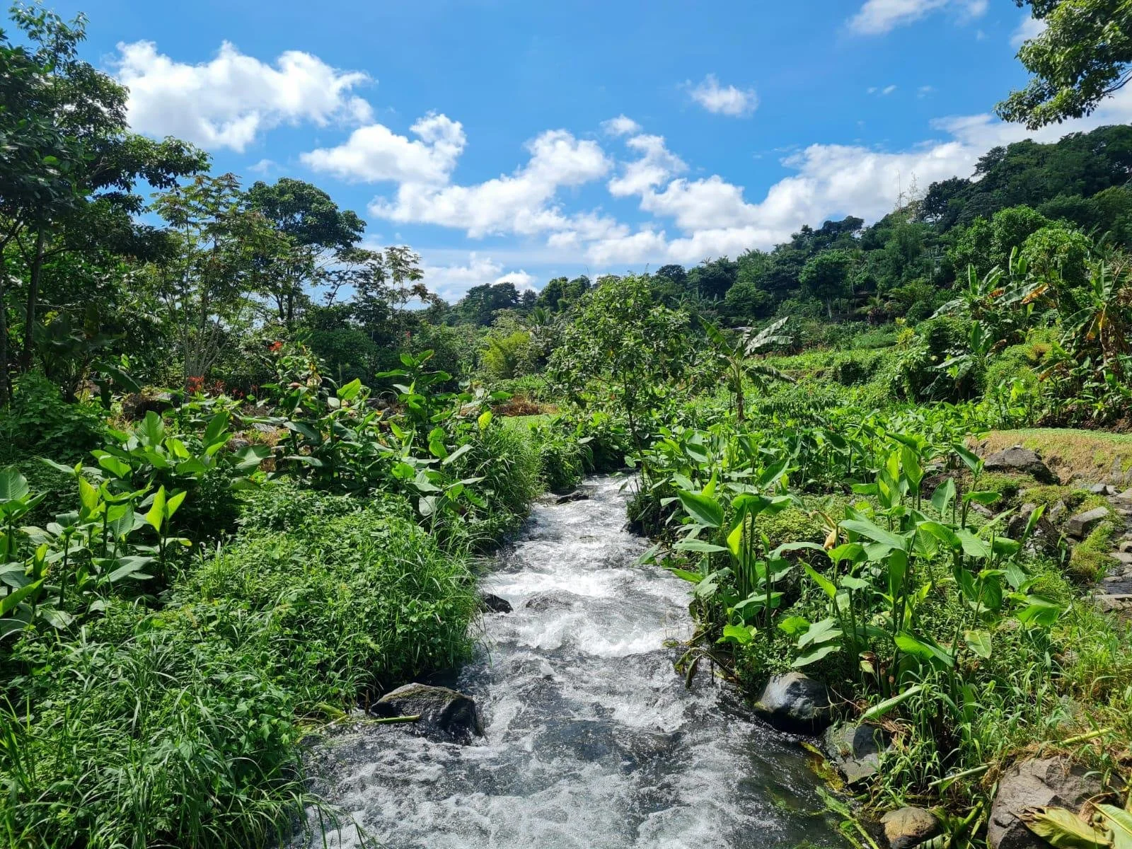 A lush green landscape with a small flowing stream in the foreground, surrounded by various plants, trees, and foliage under a bright blue sky with scattered clouds.