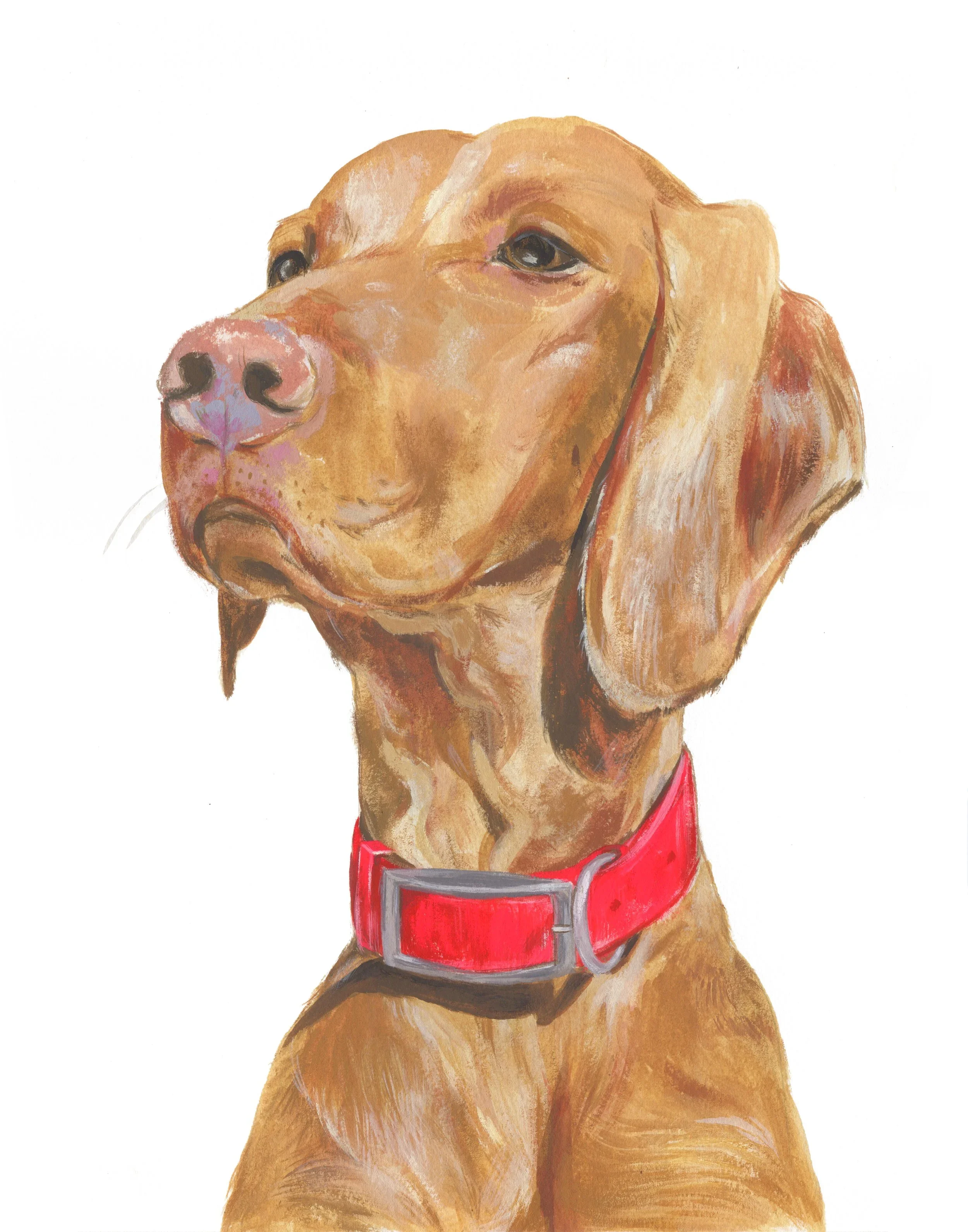 Pet+Portrait_Susannah+Villa.webp