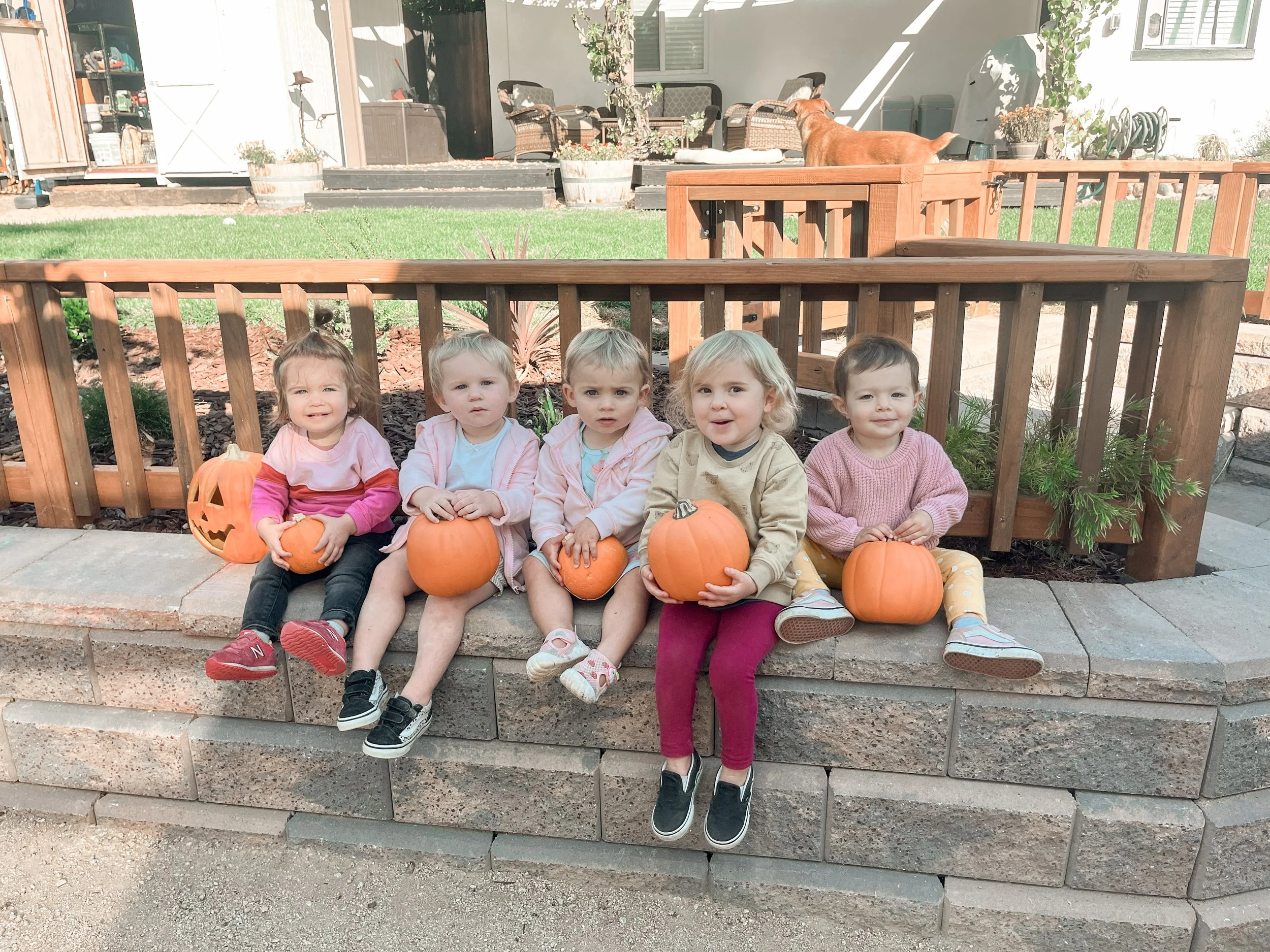Five young children sitting on a stone ledge outdoors, each holding a pumpkin, with a wooden deck, patio furniture, and a dog in the background.