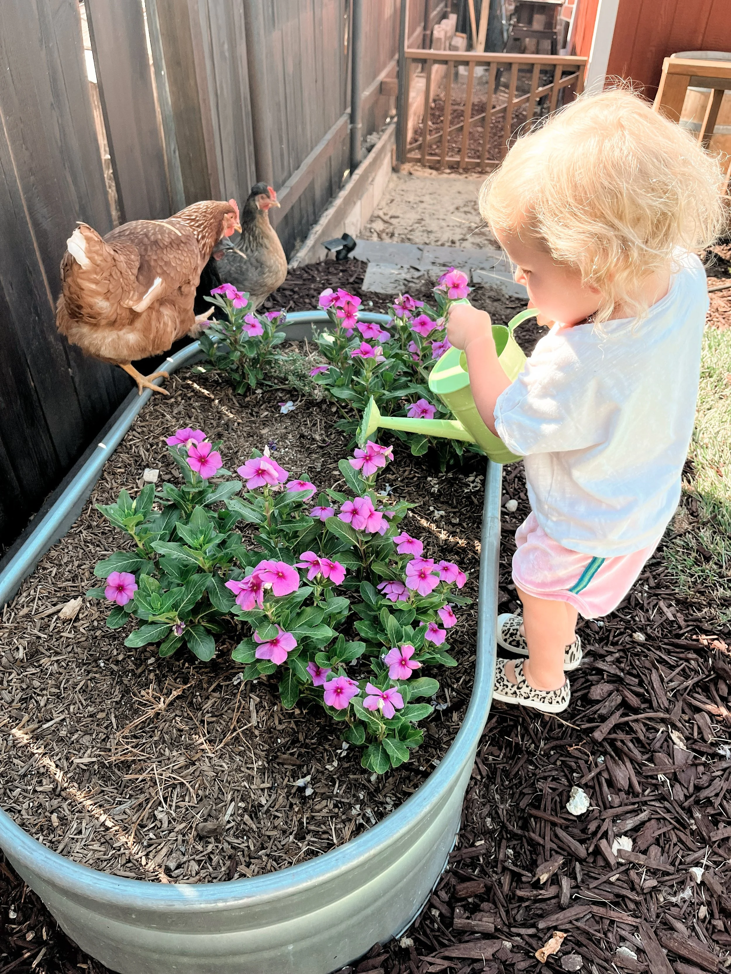 A young girl with blonde hair watering pink flowering plants in a garden with chickens nearby.