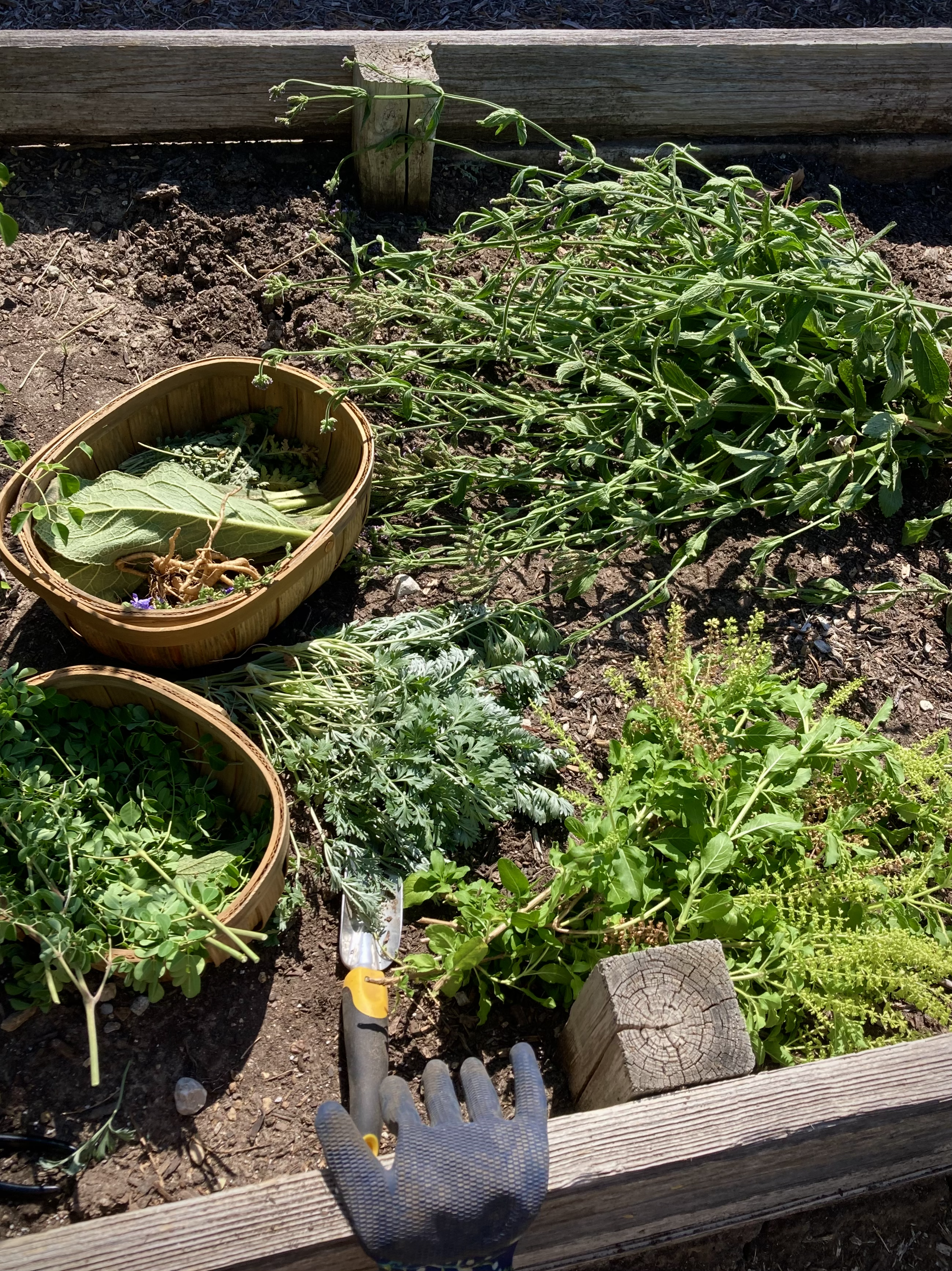Holistic Herbal Consult (Written Report or Virtual Session)