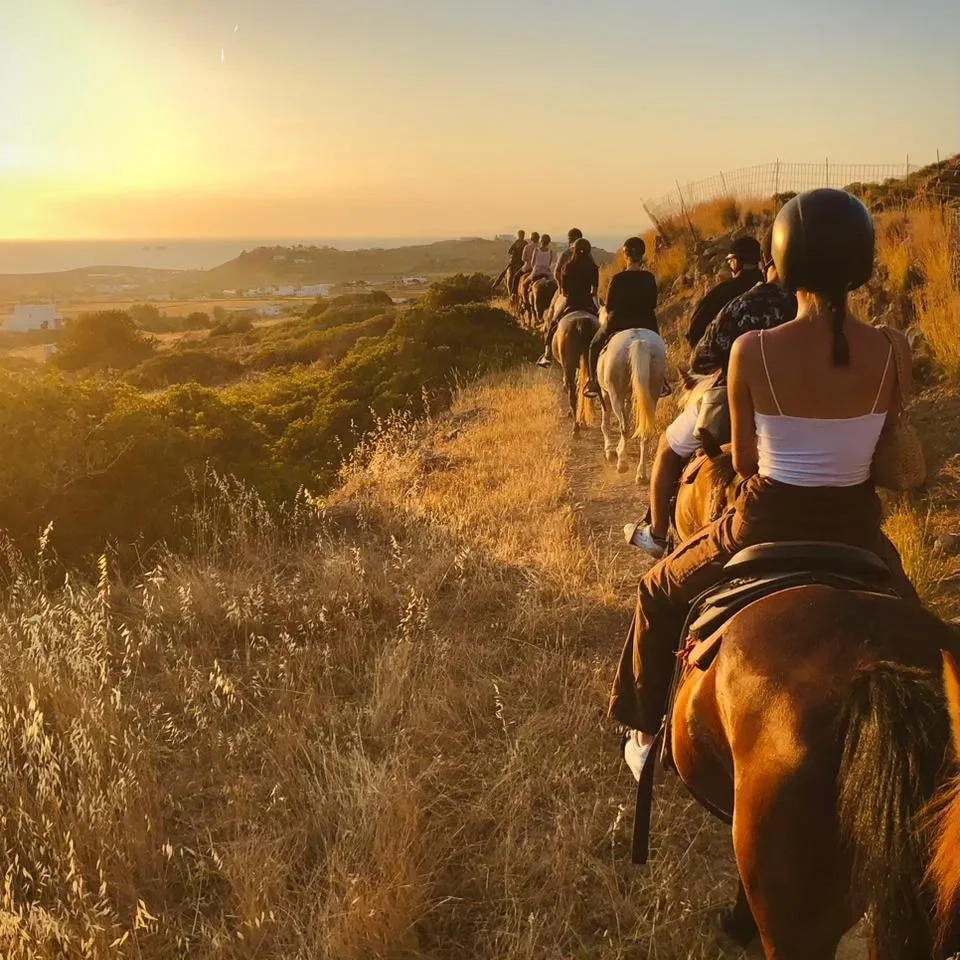 horse.webp
