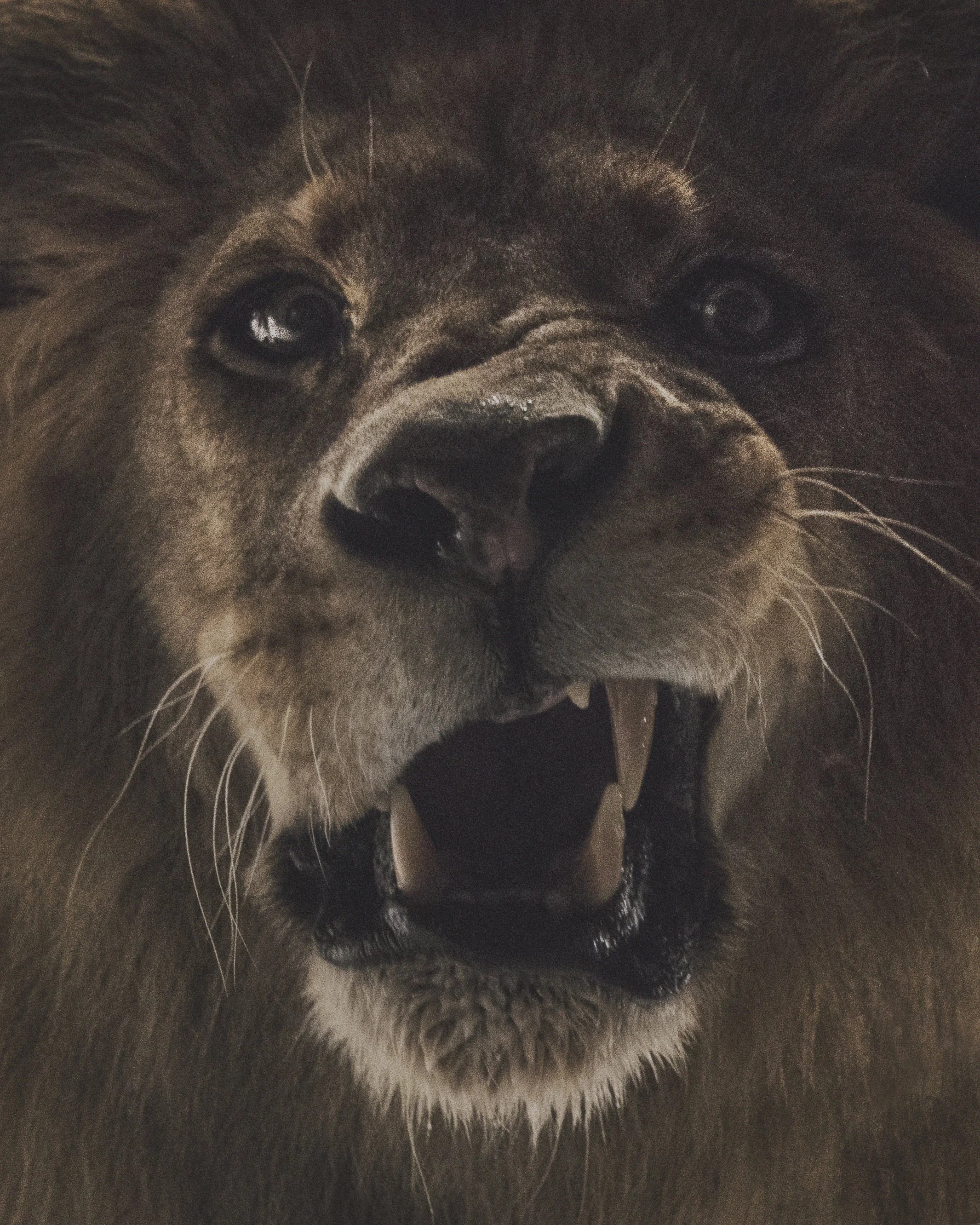 LION-3.jpg
