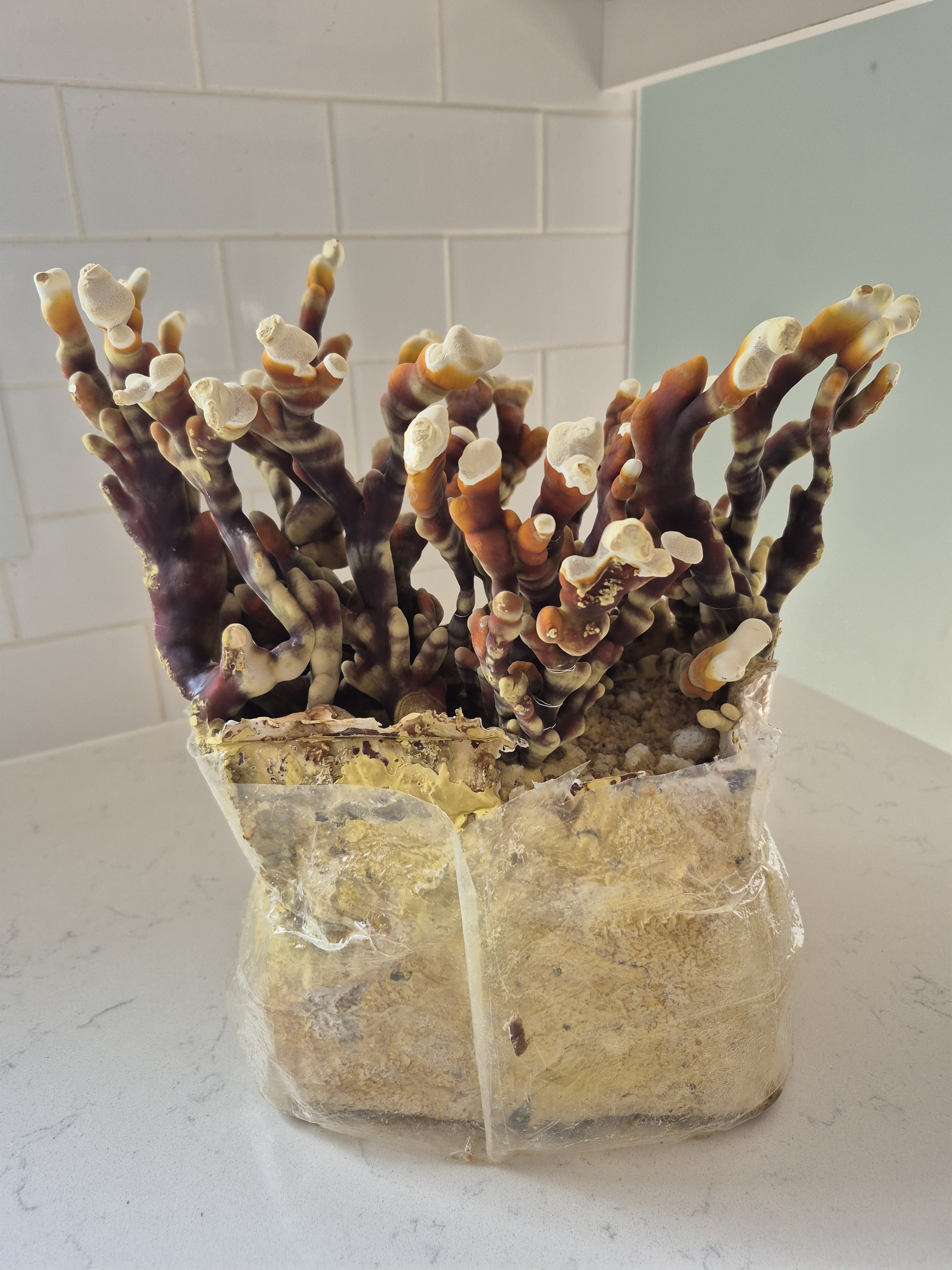 Reishi Grain Spawn - 3 lb
