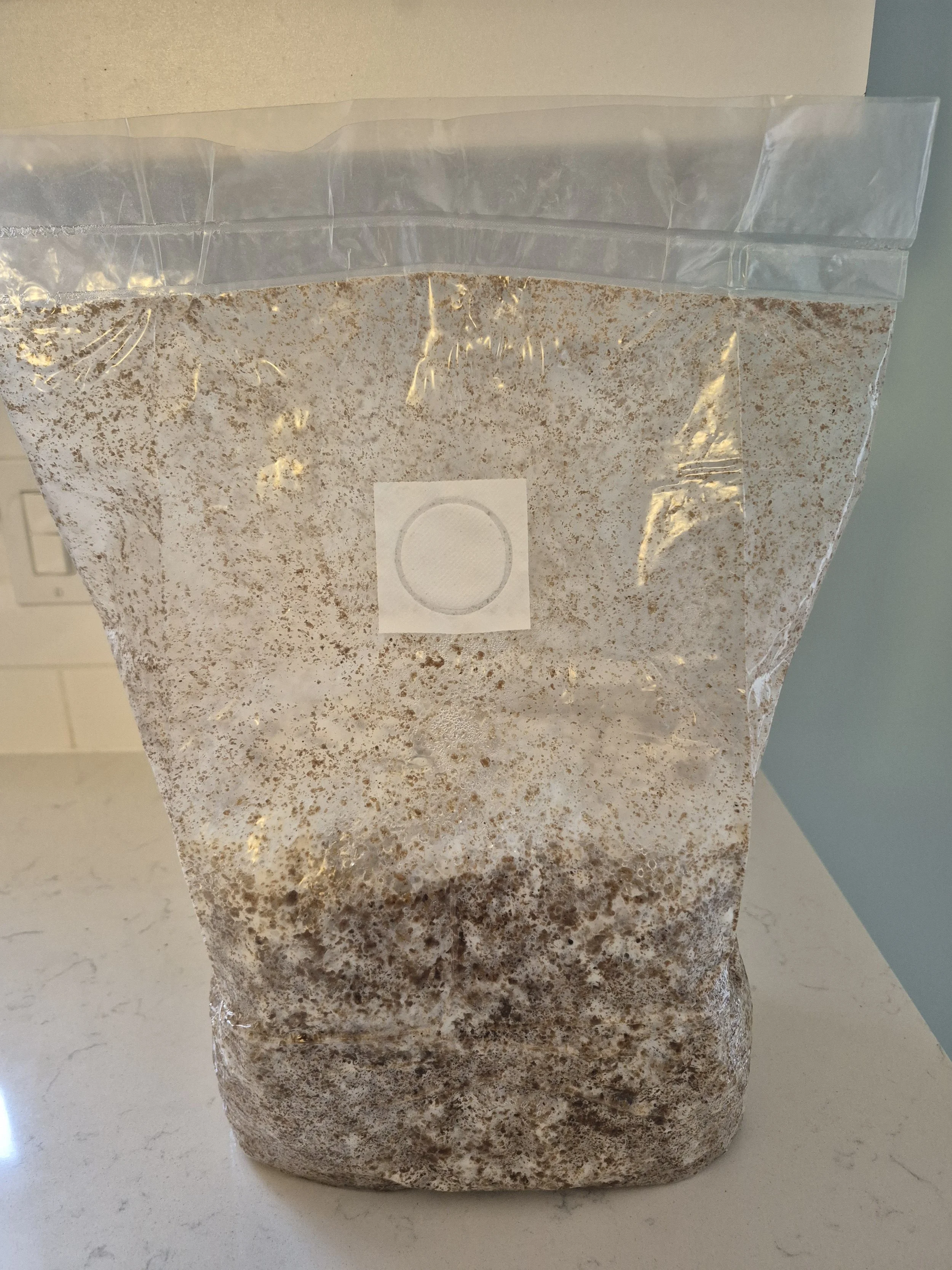 What Is Mushroom Substrate?