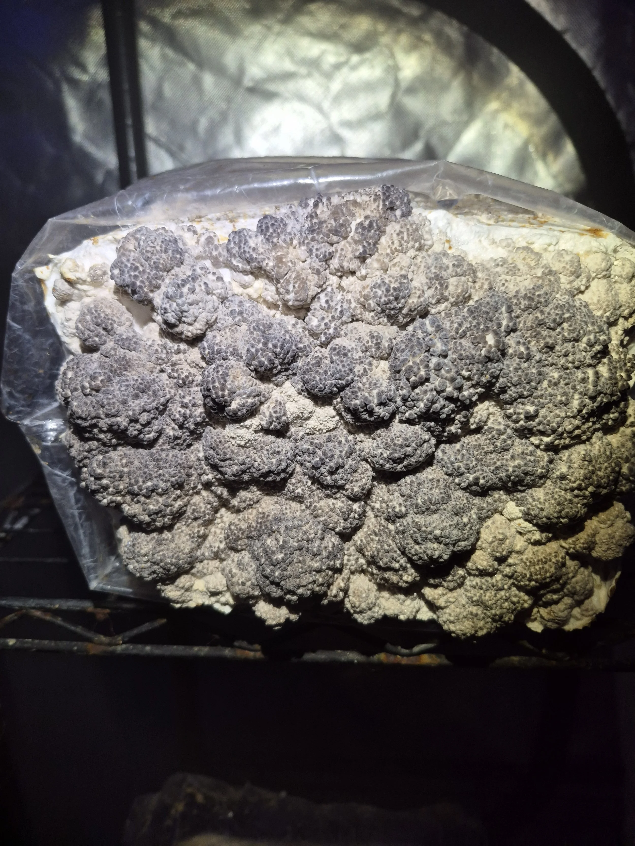 What Is a Mushroom Fruiting Block?