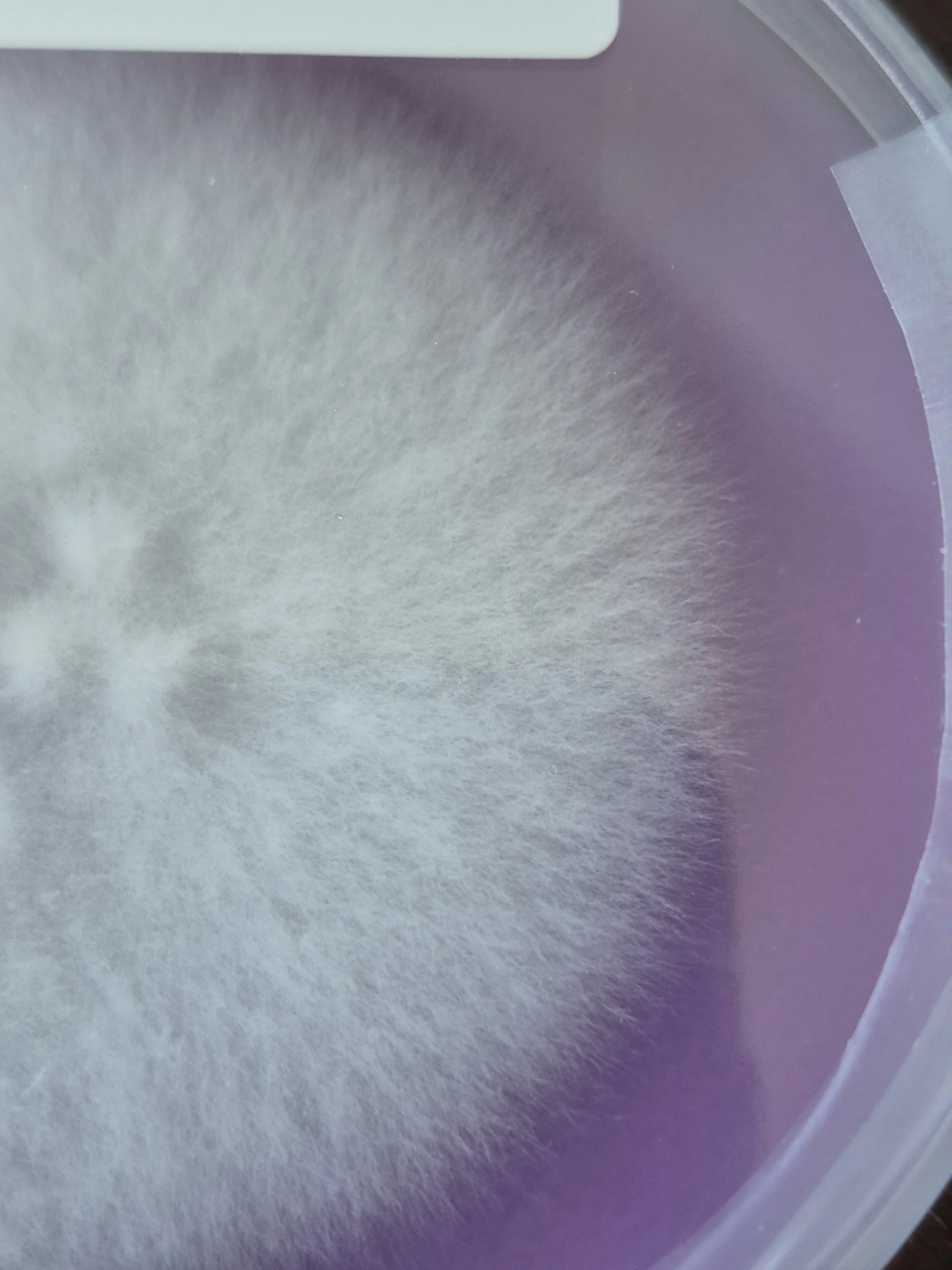 What Is Mycelium?