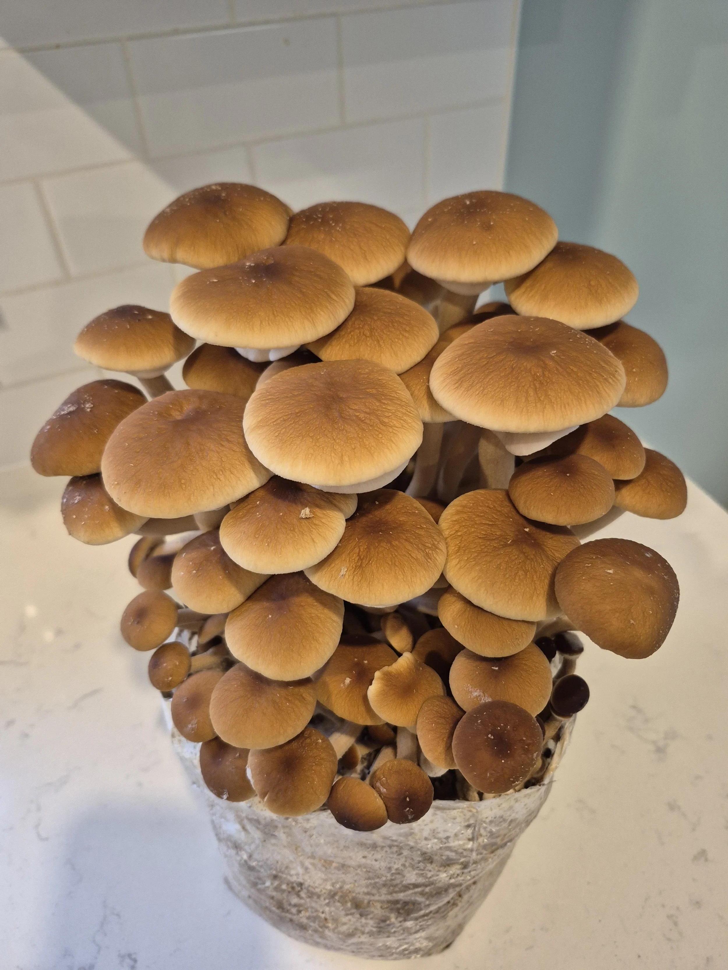 A healthy flush of pioppino mushrooms growing from a fruiting block.