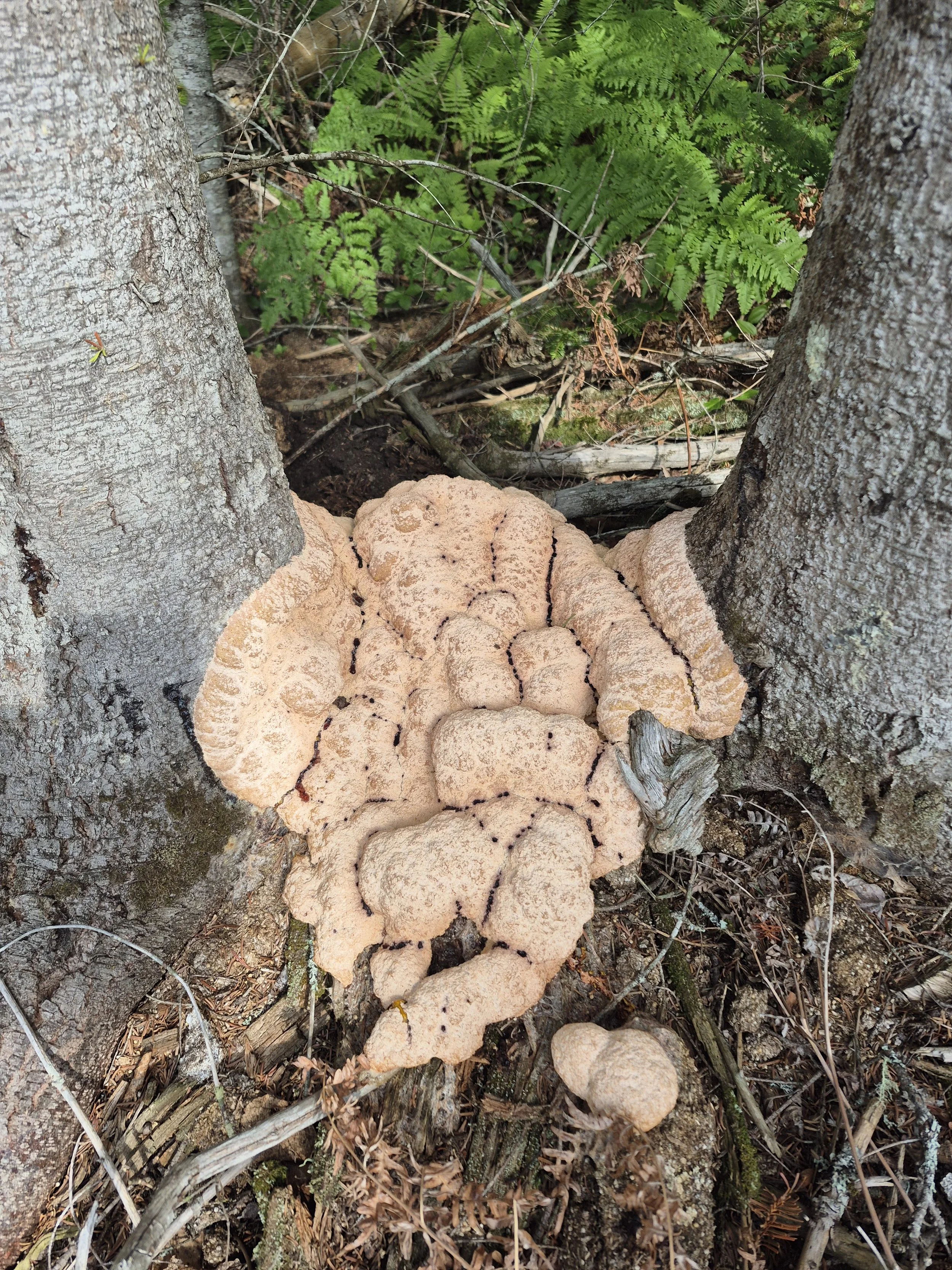 Why Do Mushrooms Need Sterile Conditions Indoors but Not Outdoors?