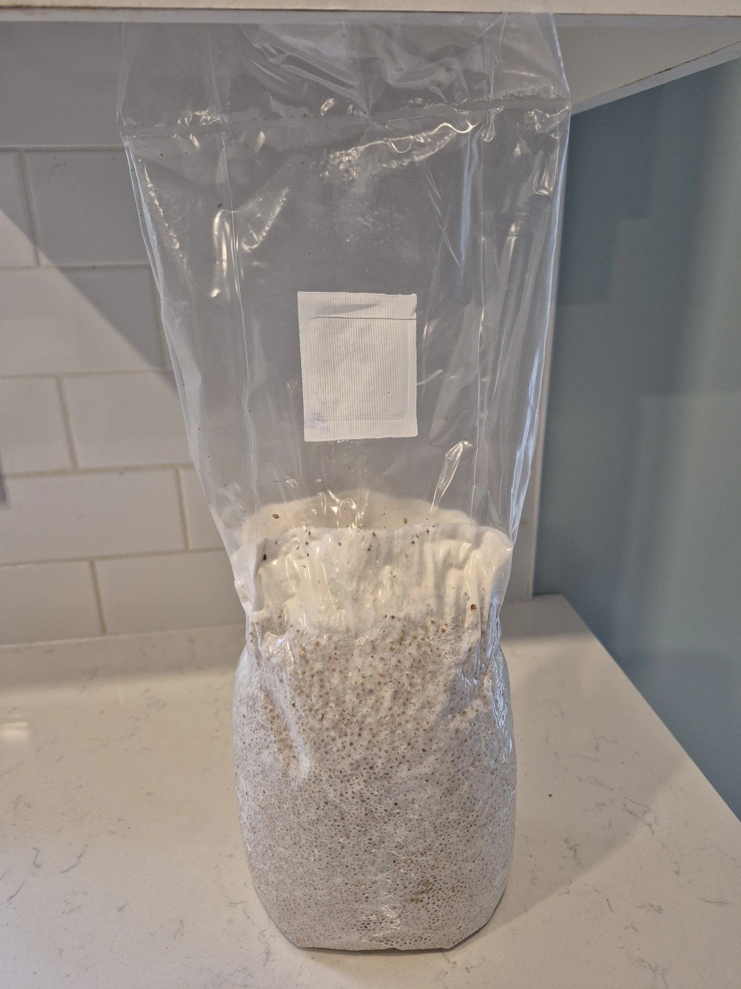 Close-up view of healthy millet grain spawn fully colonized by mushroom mycelium.