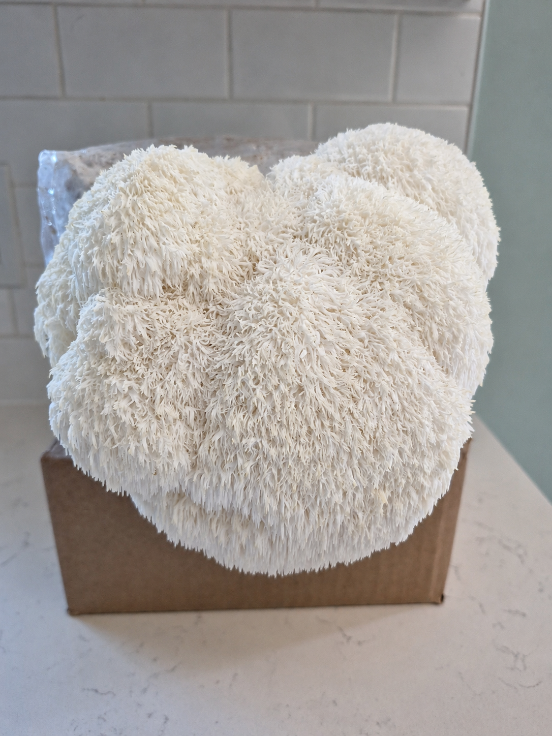 Lion’s Mane mushroom grown by Foggy Coast Fungi