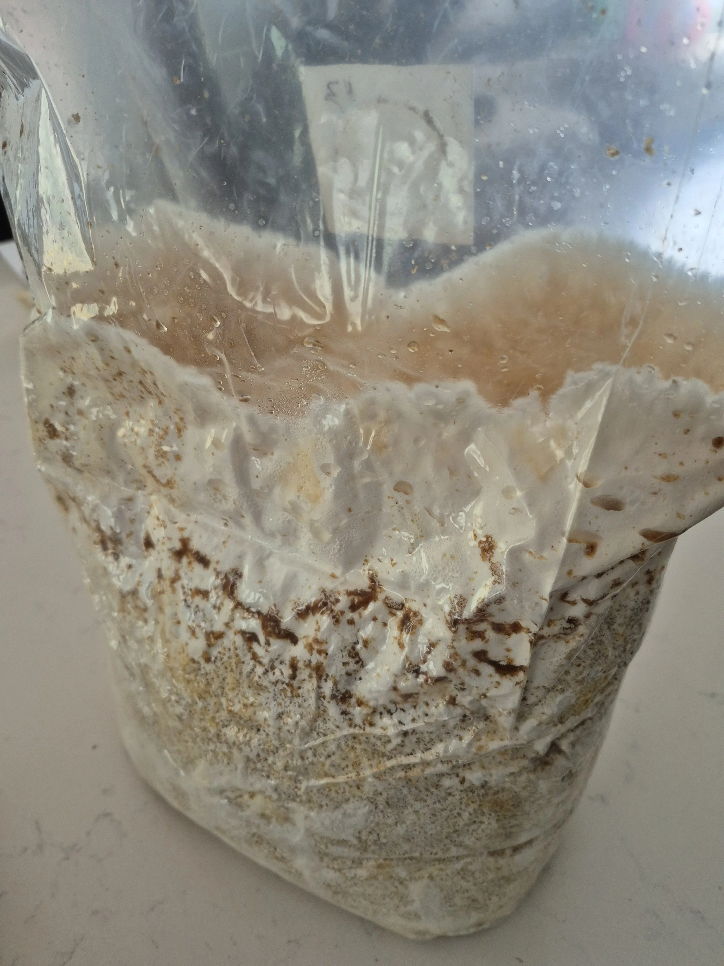 Aggressive blue oyster mycelium colonizing a Master's Mix substrate block and climbing the inside of the grow bag.