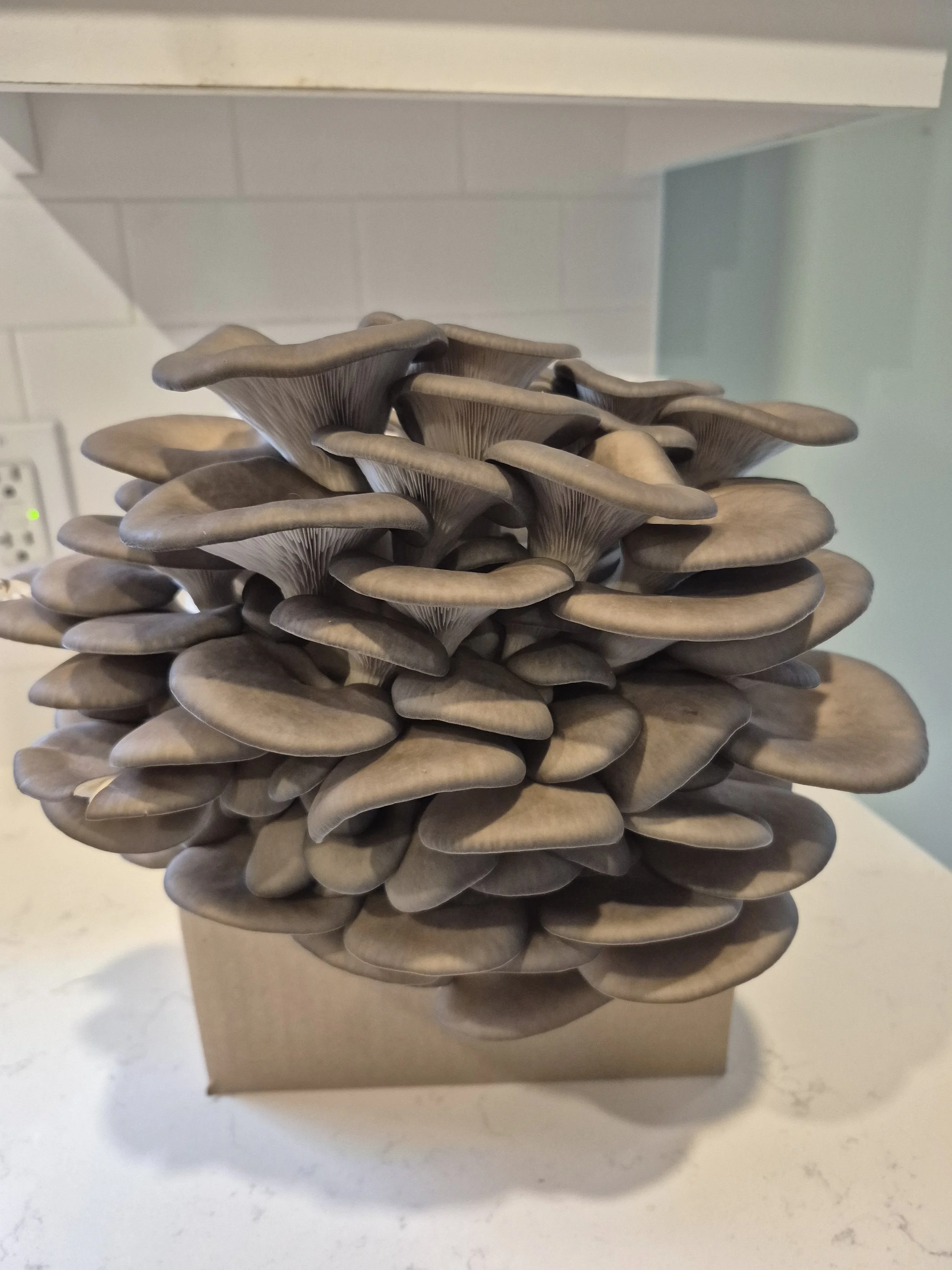 Blue Atlas Oyster Grain Spawn 3 lb