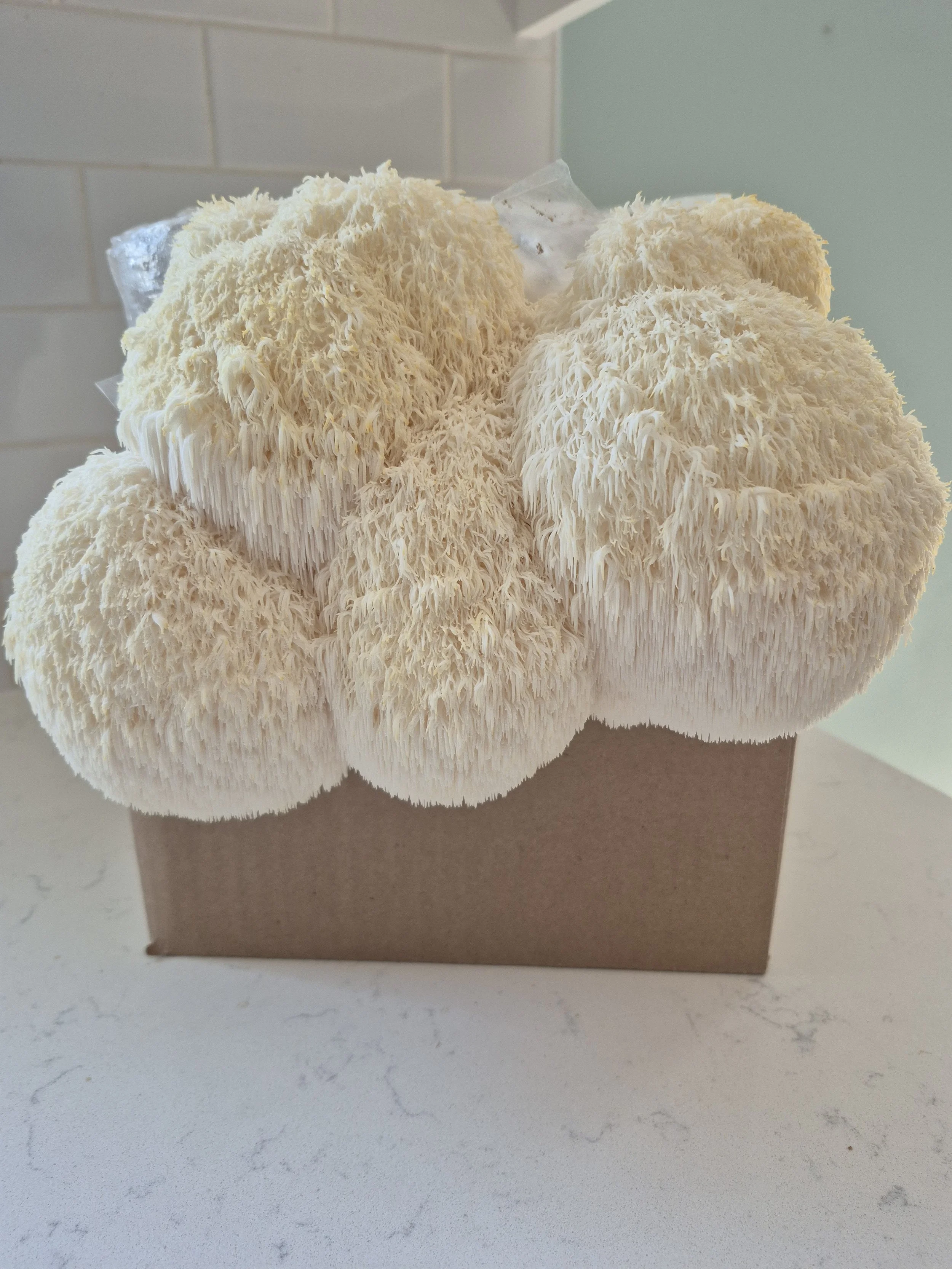 Lions Mane Grain Spawn 3 lb