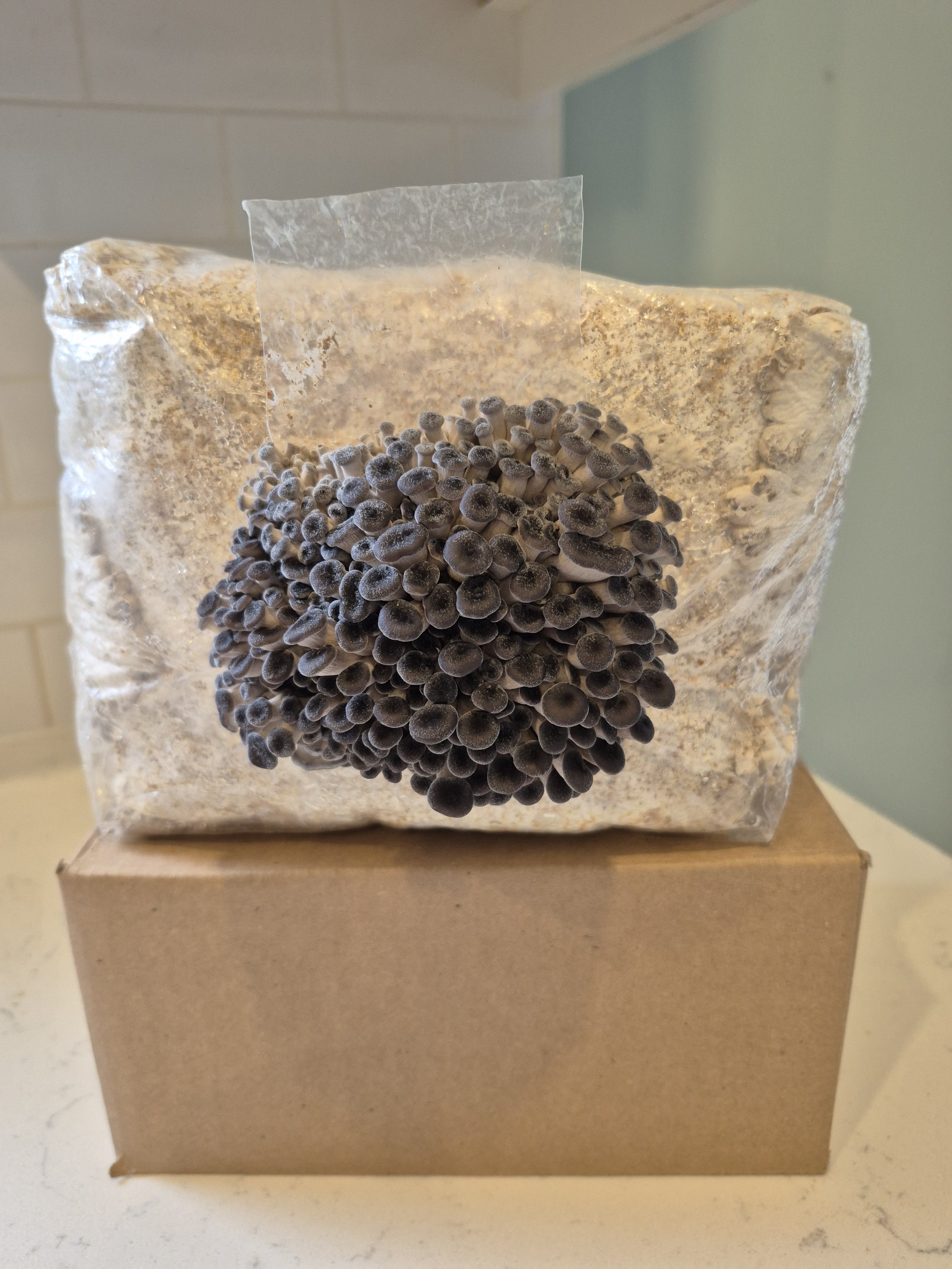 Blue oyster mushroom pins forming on a grow block