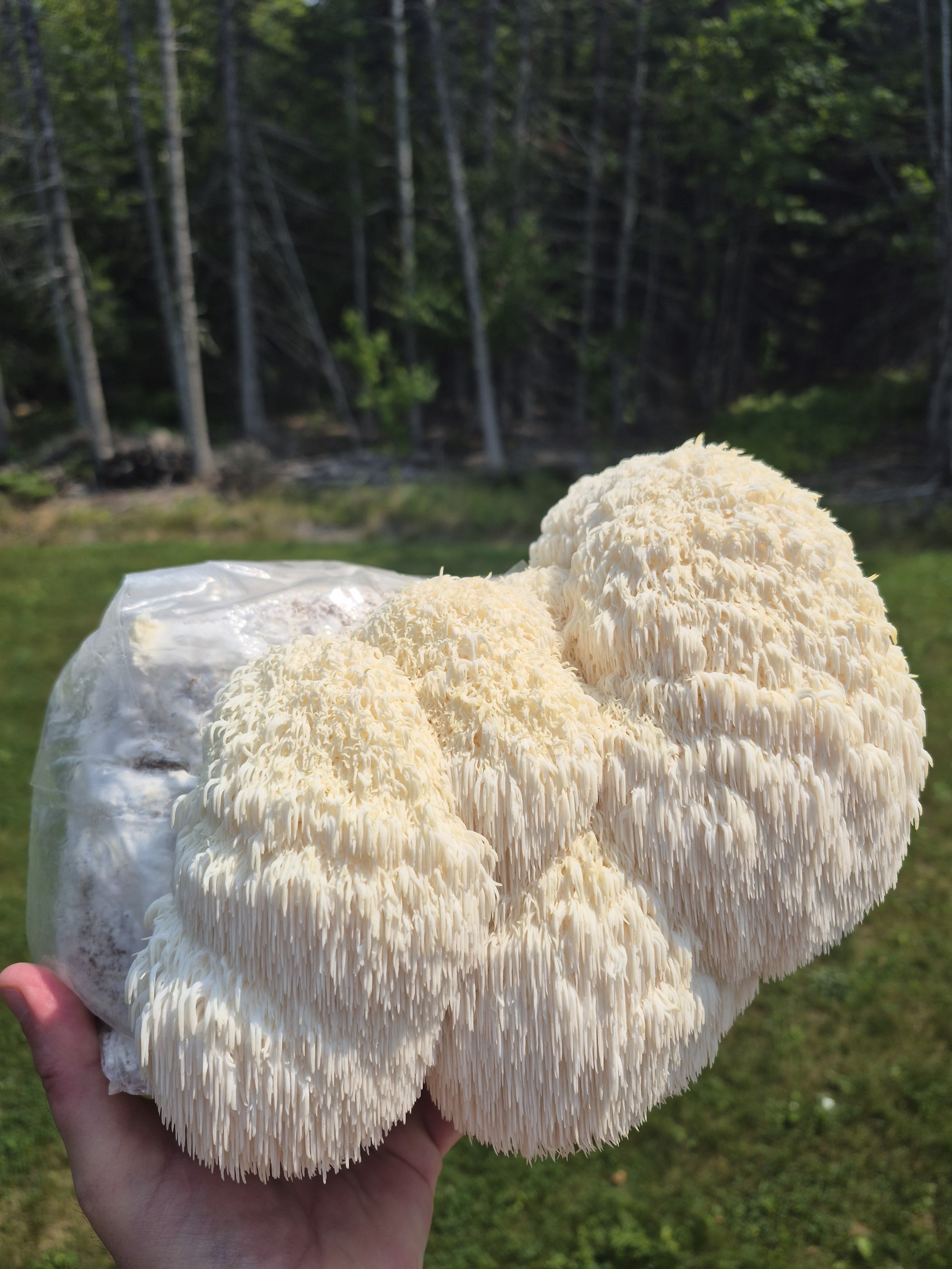 Lion’s Mane mushroom fruiting from a cultivation block at Foggy Coast Fungi in New Brunswick, Canada
